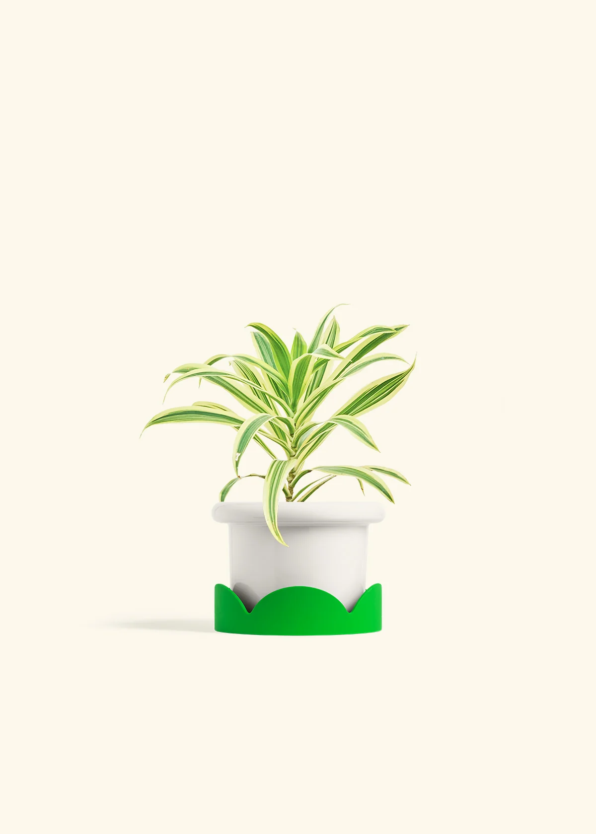 Dracaena 'Song of India' - Image 5