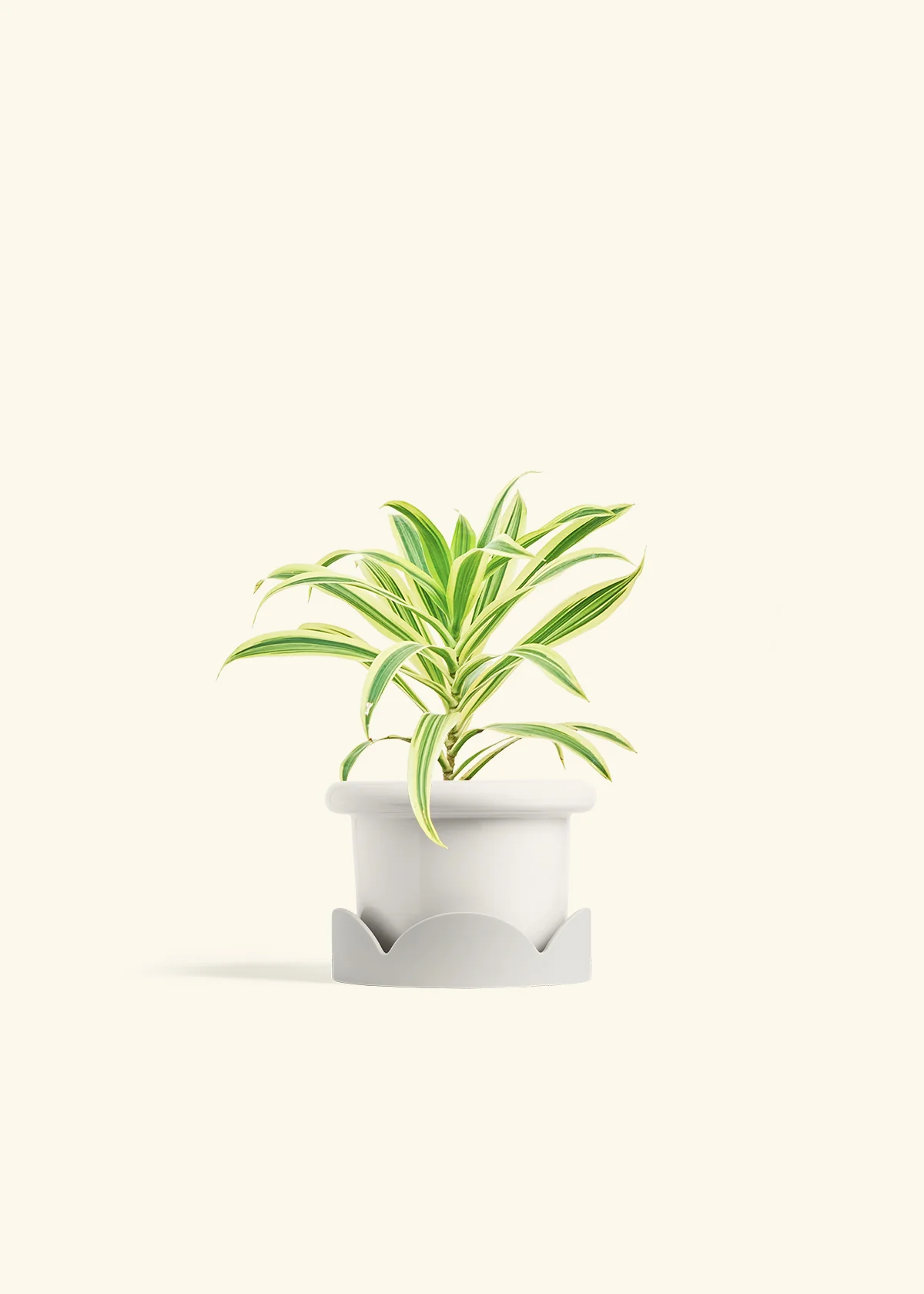 Dracaena 'Song of India' - Image 6