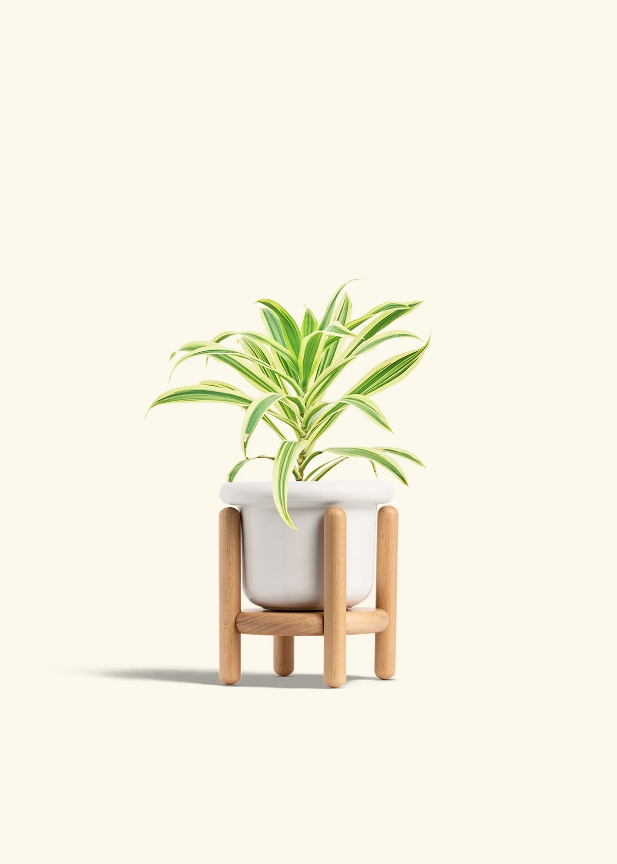 Dracaena 'Song of India' - Image 7