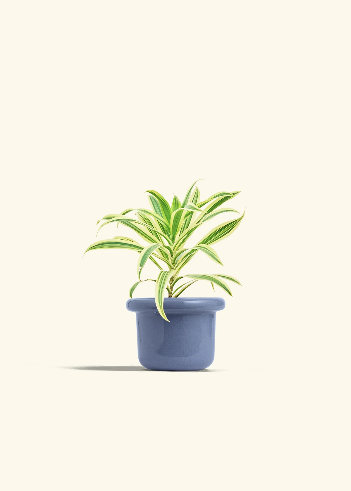 Dracaena 'Song of India' - Image 8