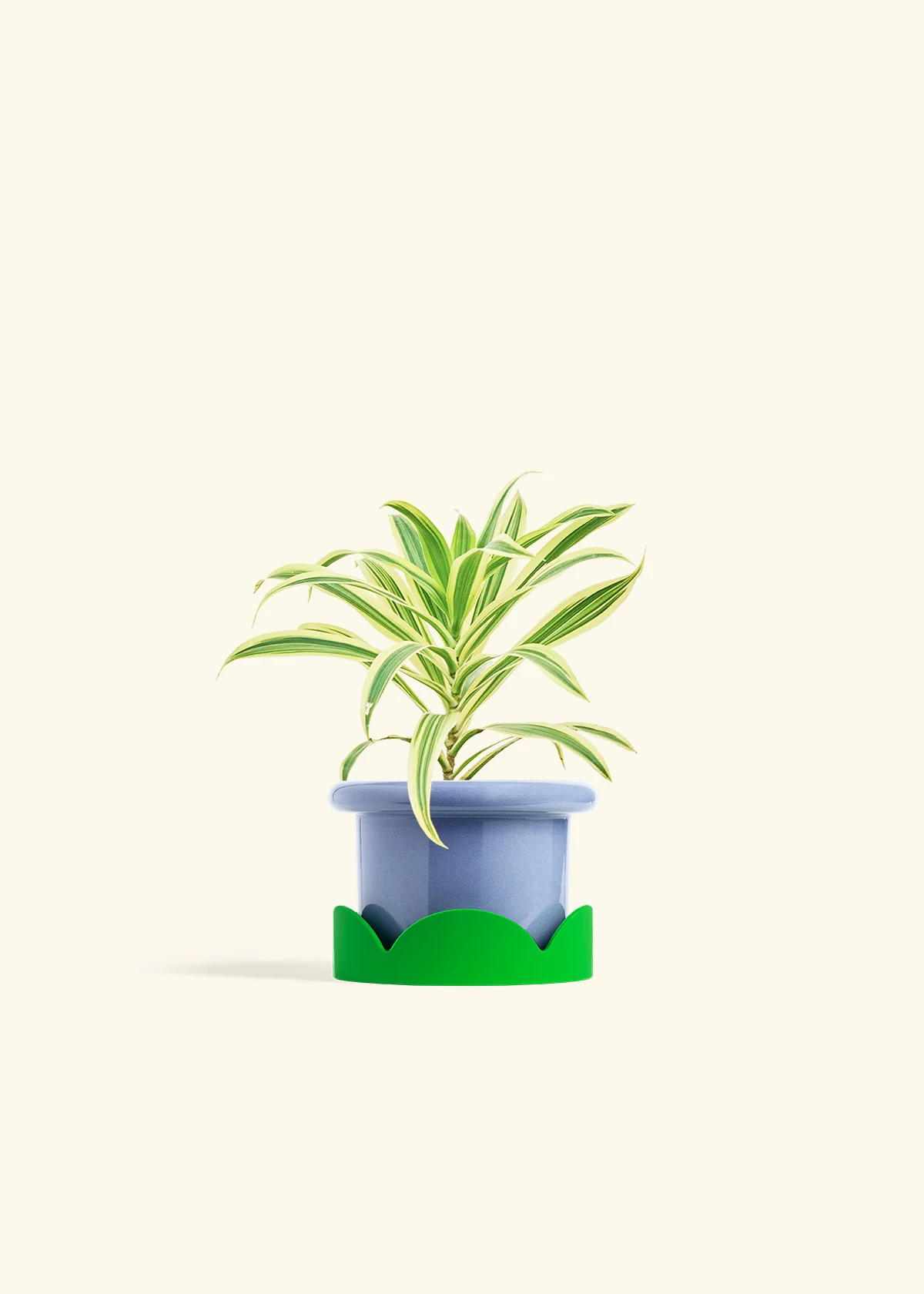 Dracaena 'Song of India' - Image 9