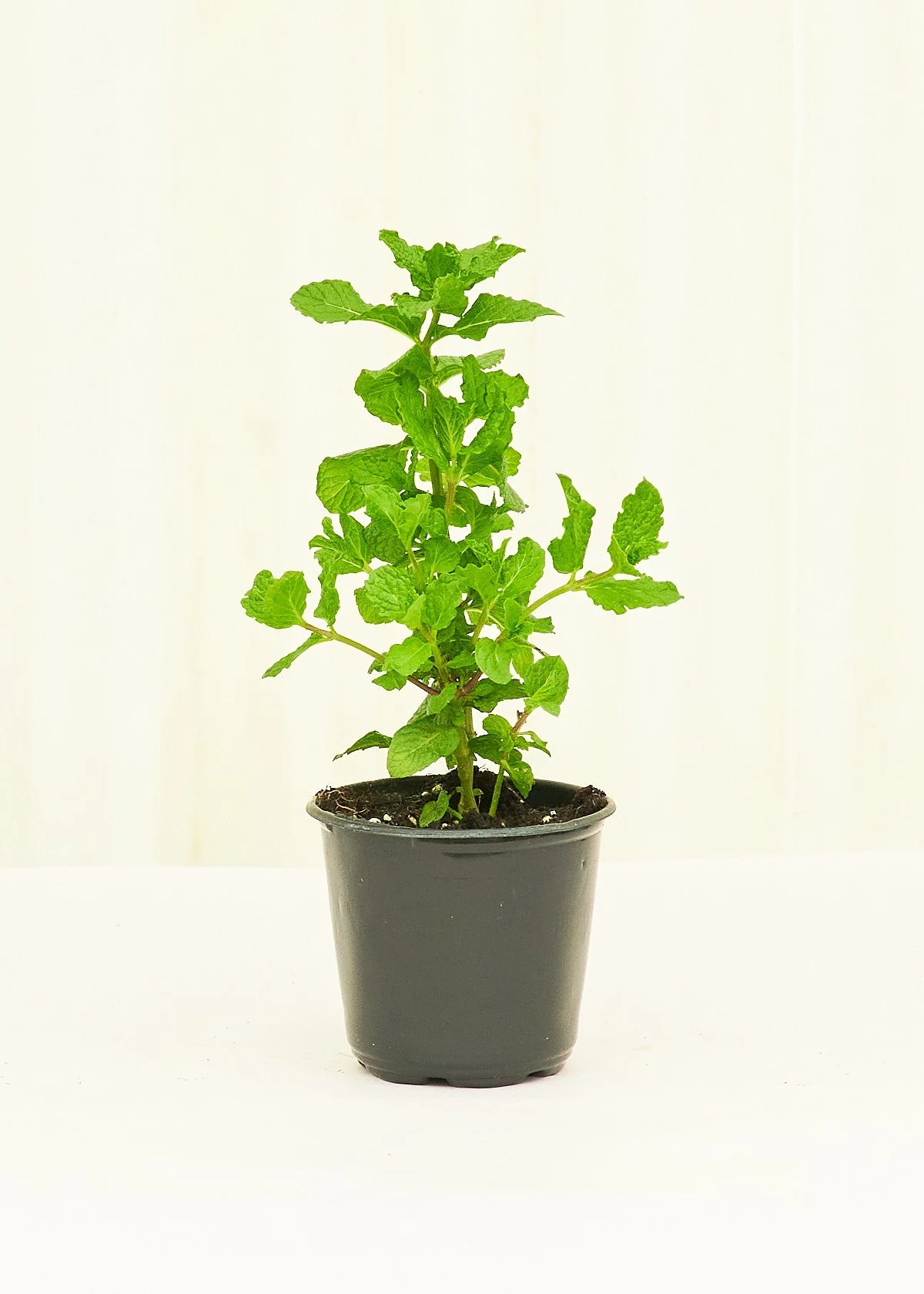 Mint, 4 pack - Image 2