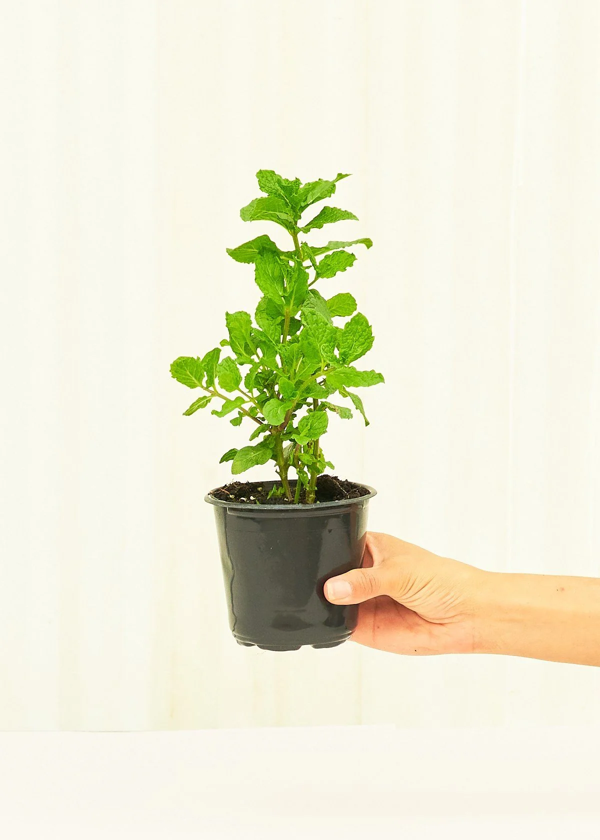 Mint, 4 pack - Image 3