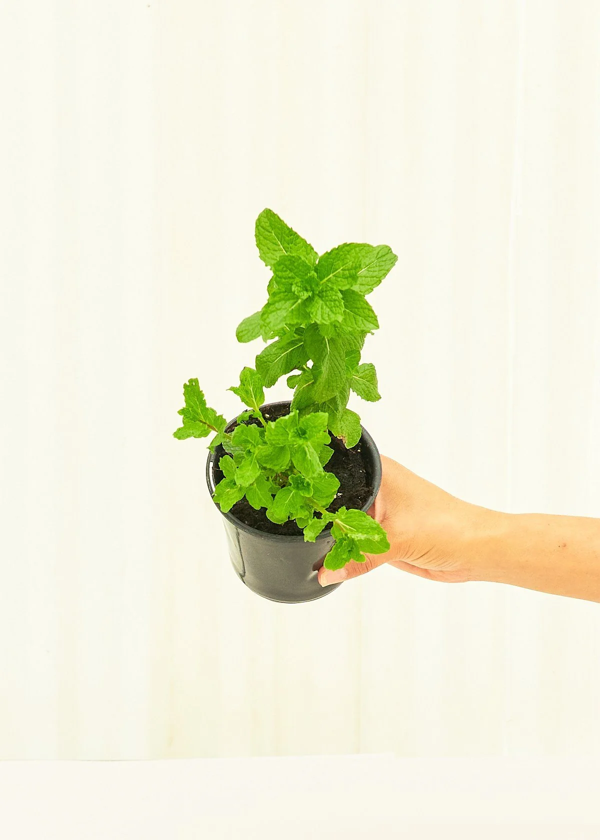 Mint, 4 pack - Image 4