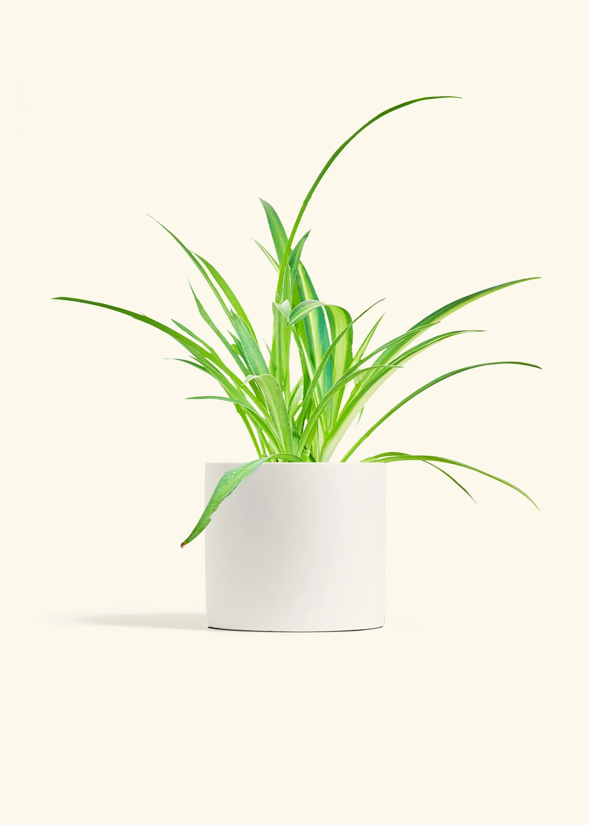 Spider Plant - Image 3