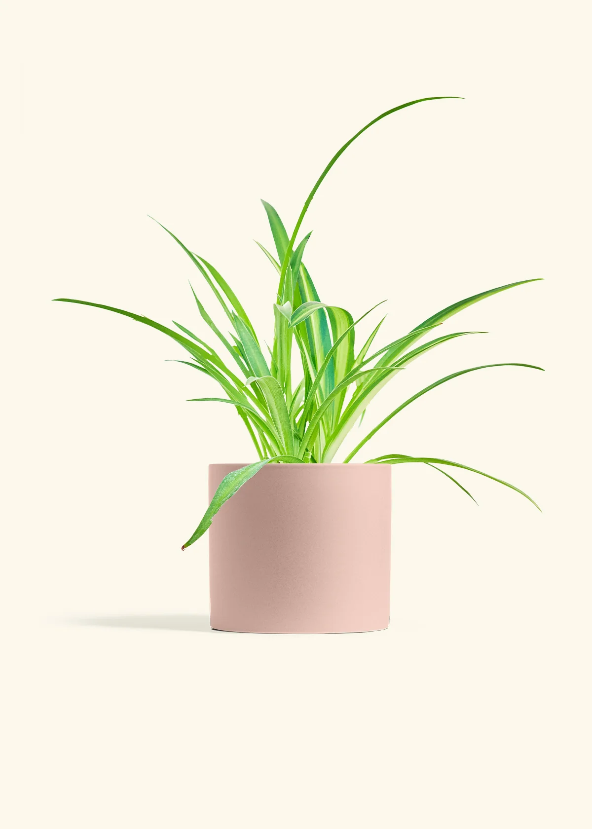 Spider Plant - Image 4