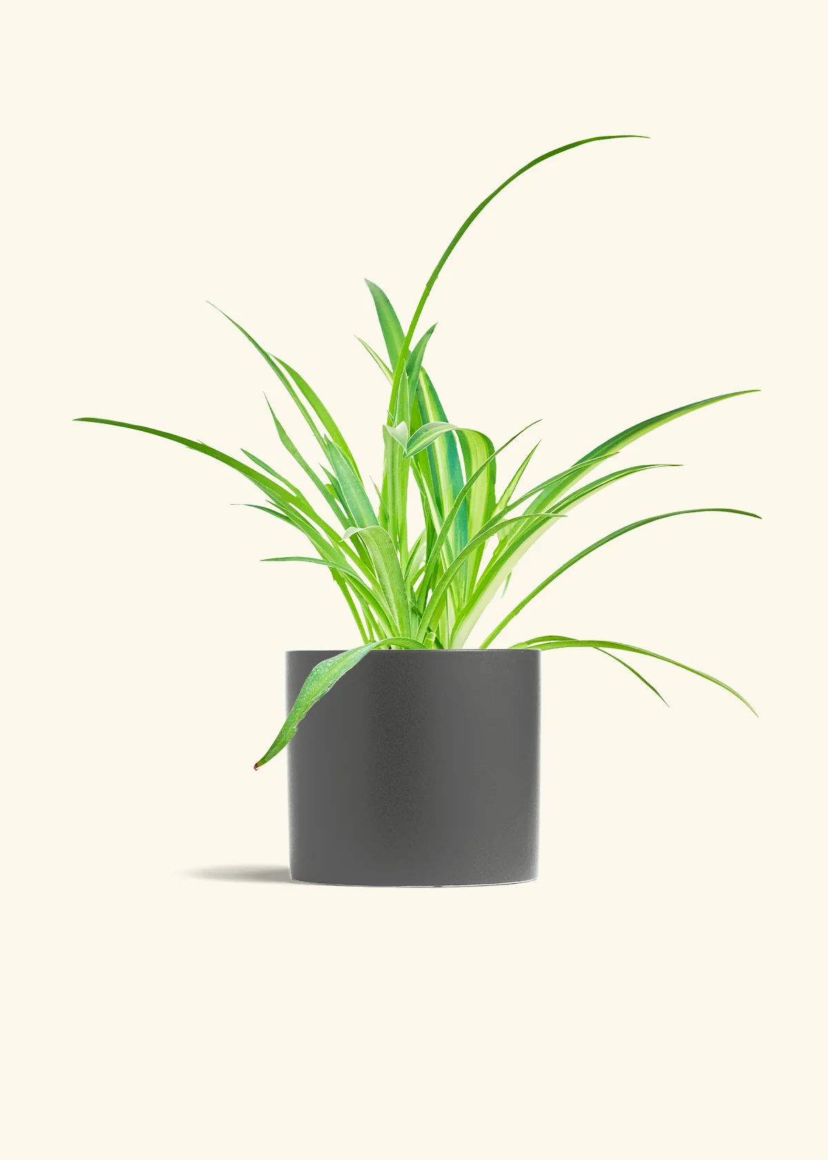 Spider Plant - Image 5