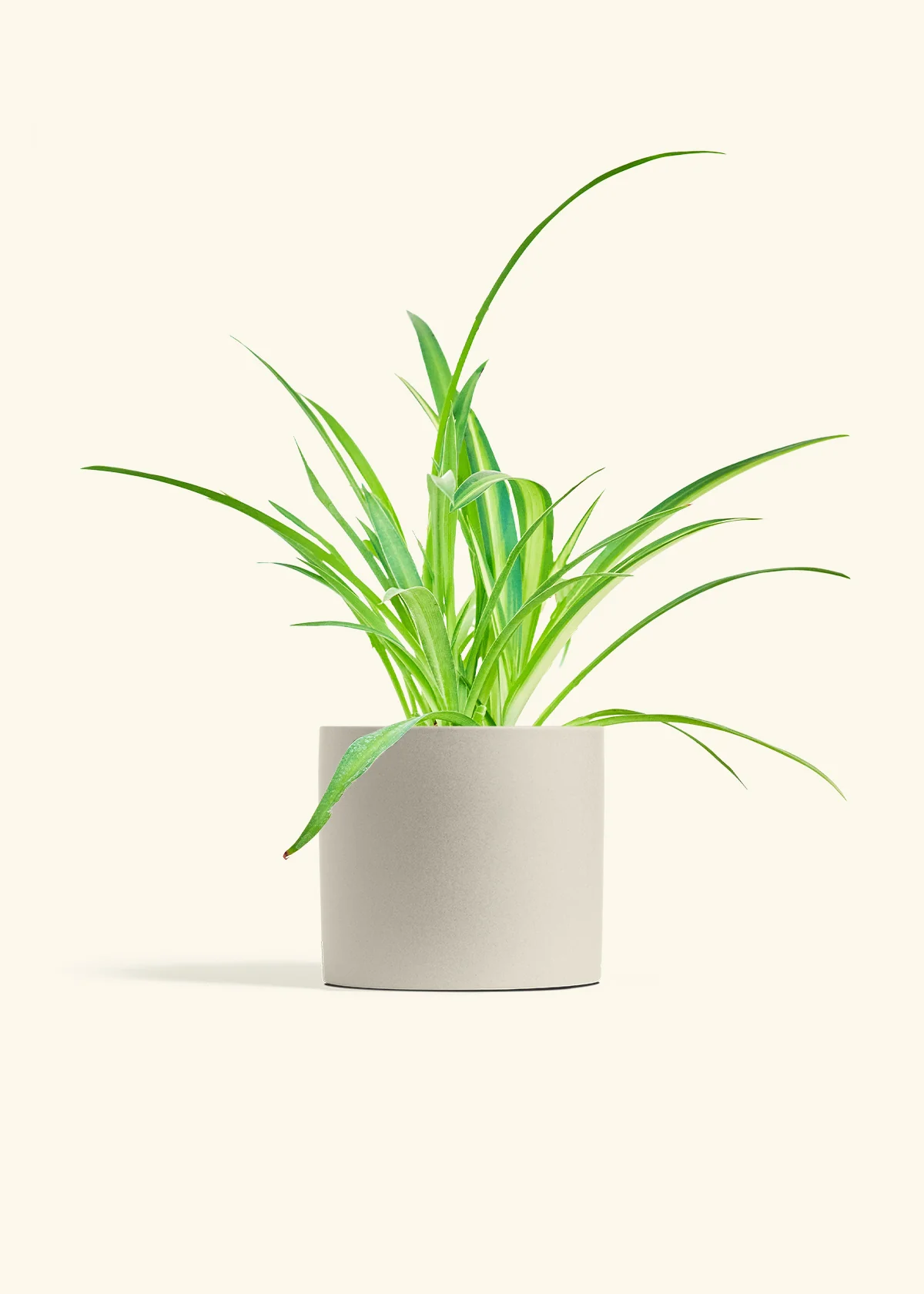 Spider Plant - Image 6