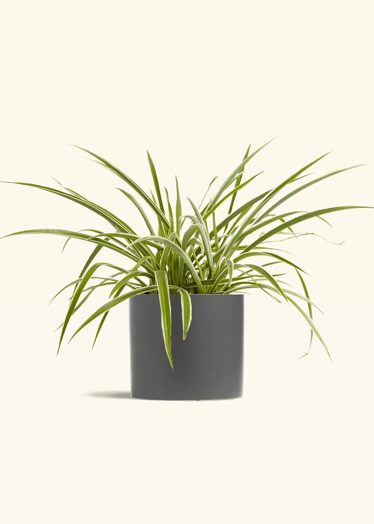 Spider Plant 'Reverse' - Image 2