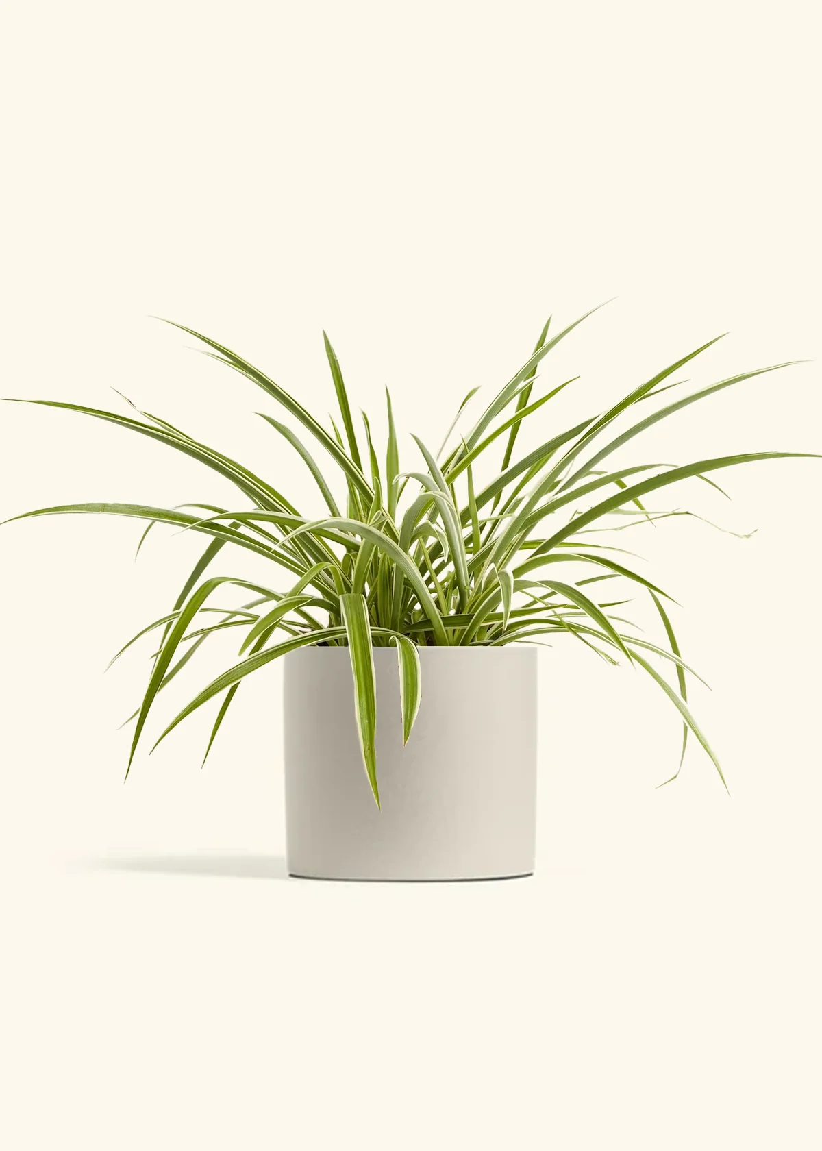 Spider Plant 'Reverse' - Image 3