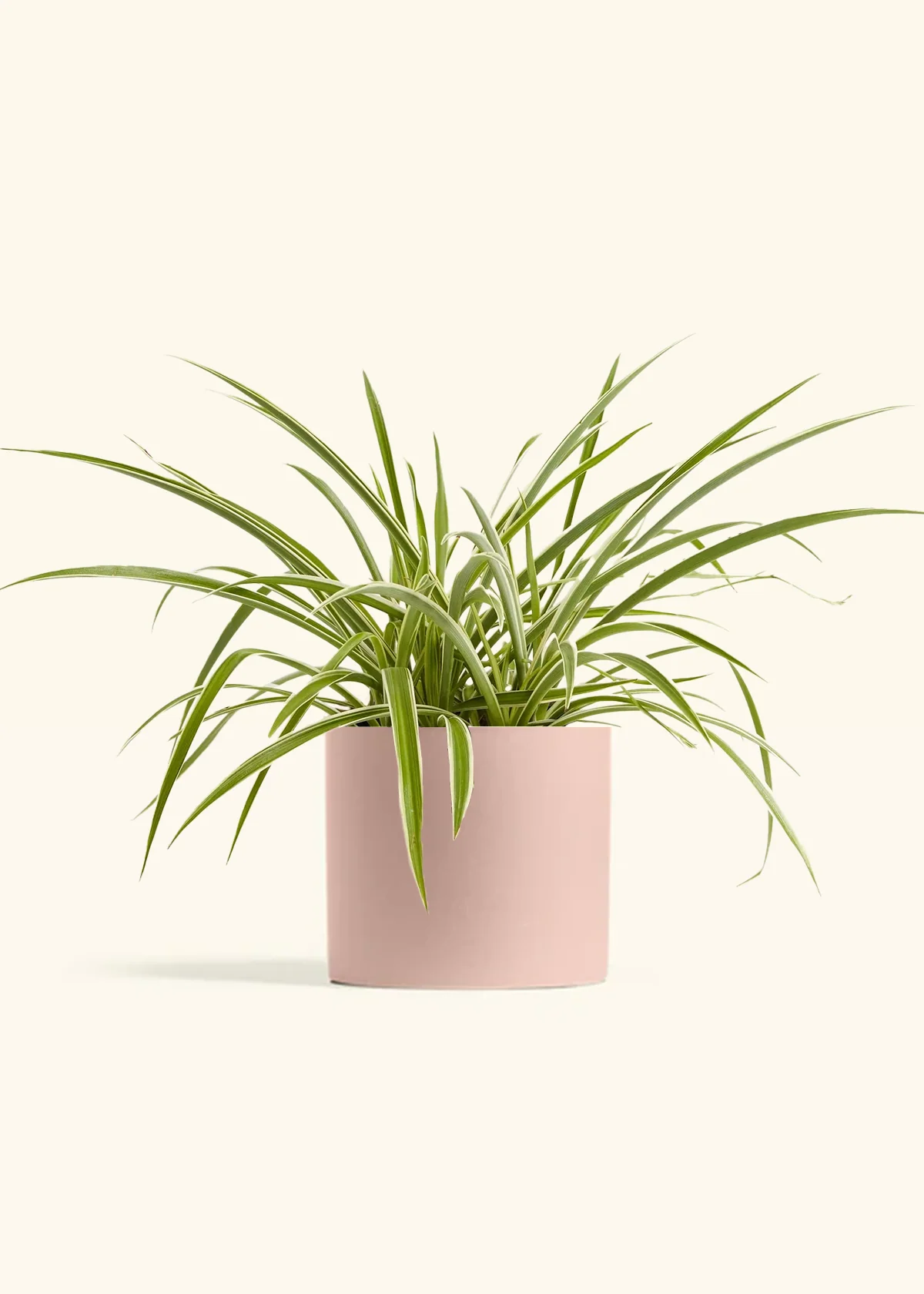 Spider Plant 'Reverse' - Image 4