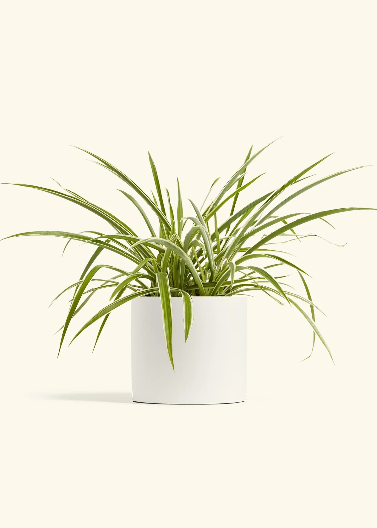 Spider Plant 'Reverse' - Image 5