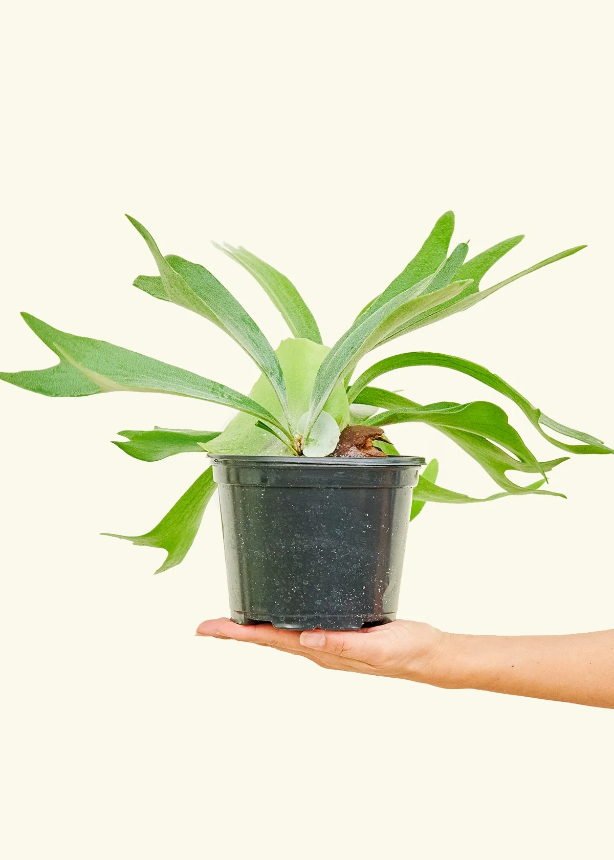 Staghorn Fern - Image 10