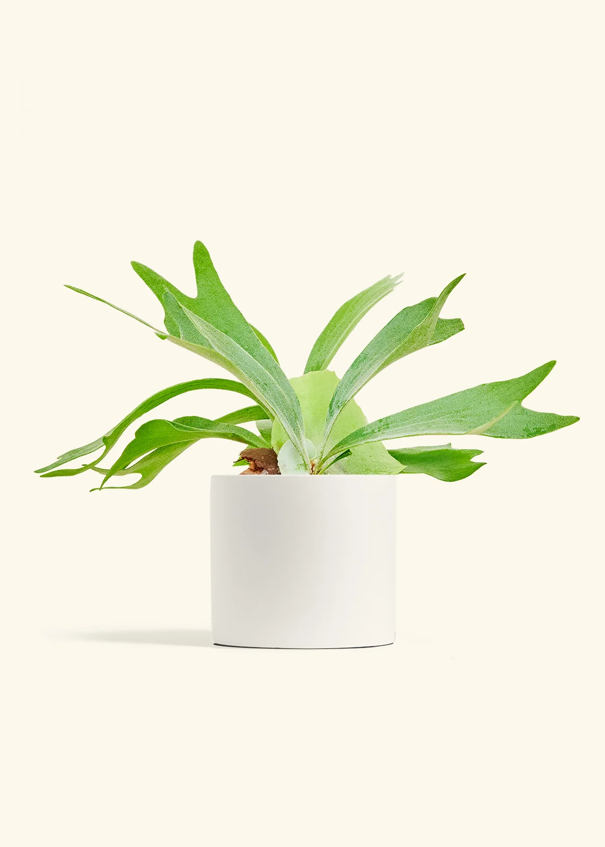 Staghorn Fern - Image 11