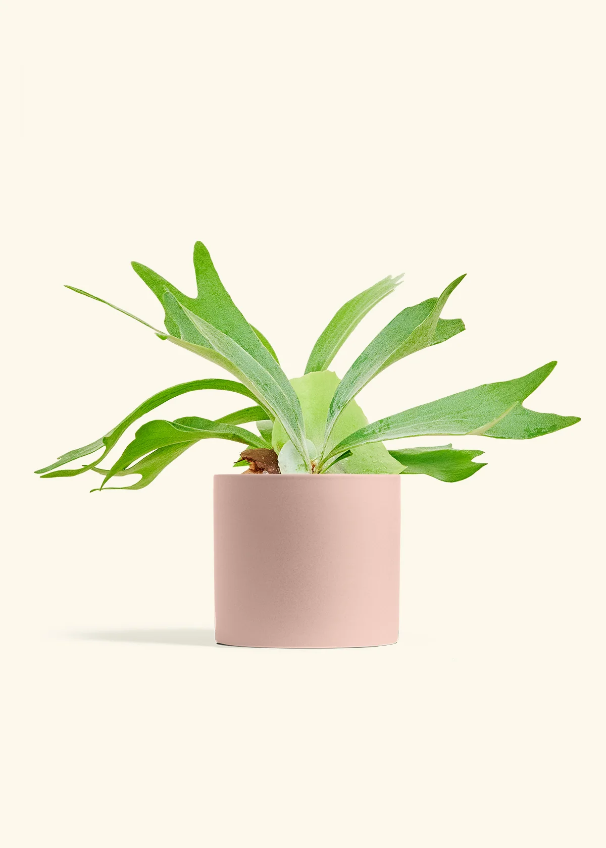 Staghorn Fern - Image 12