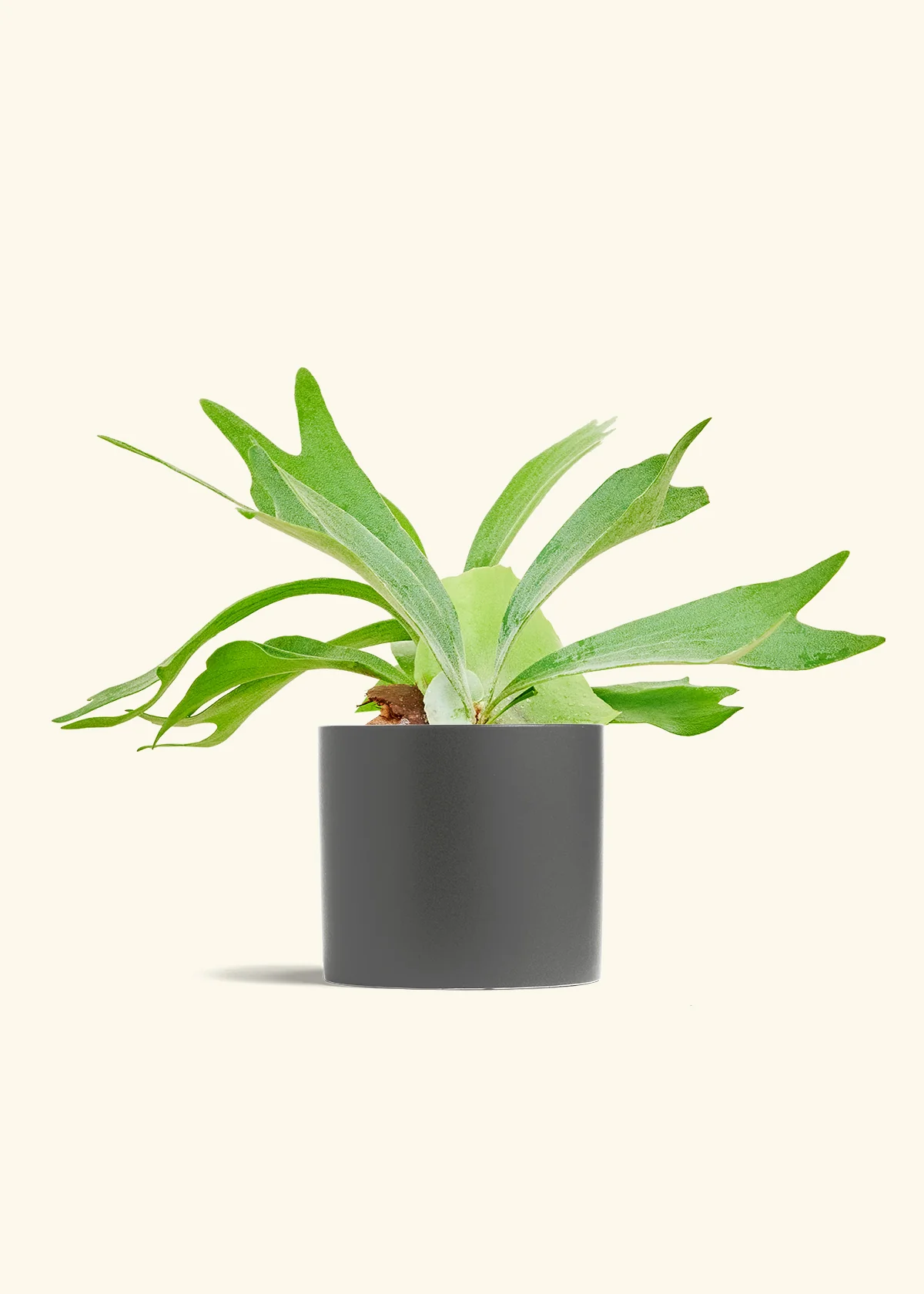 Staghorn Fern - Image 13