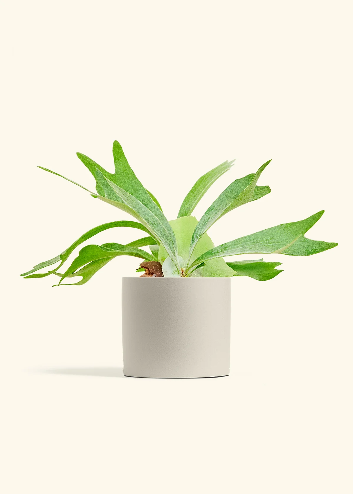 Staghorn Fern - Image 14