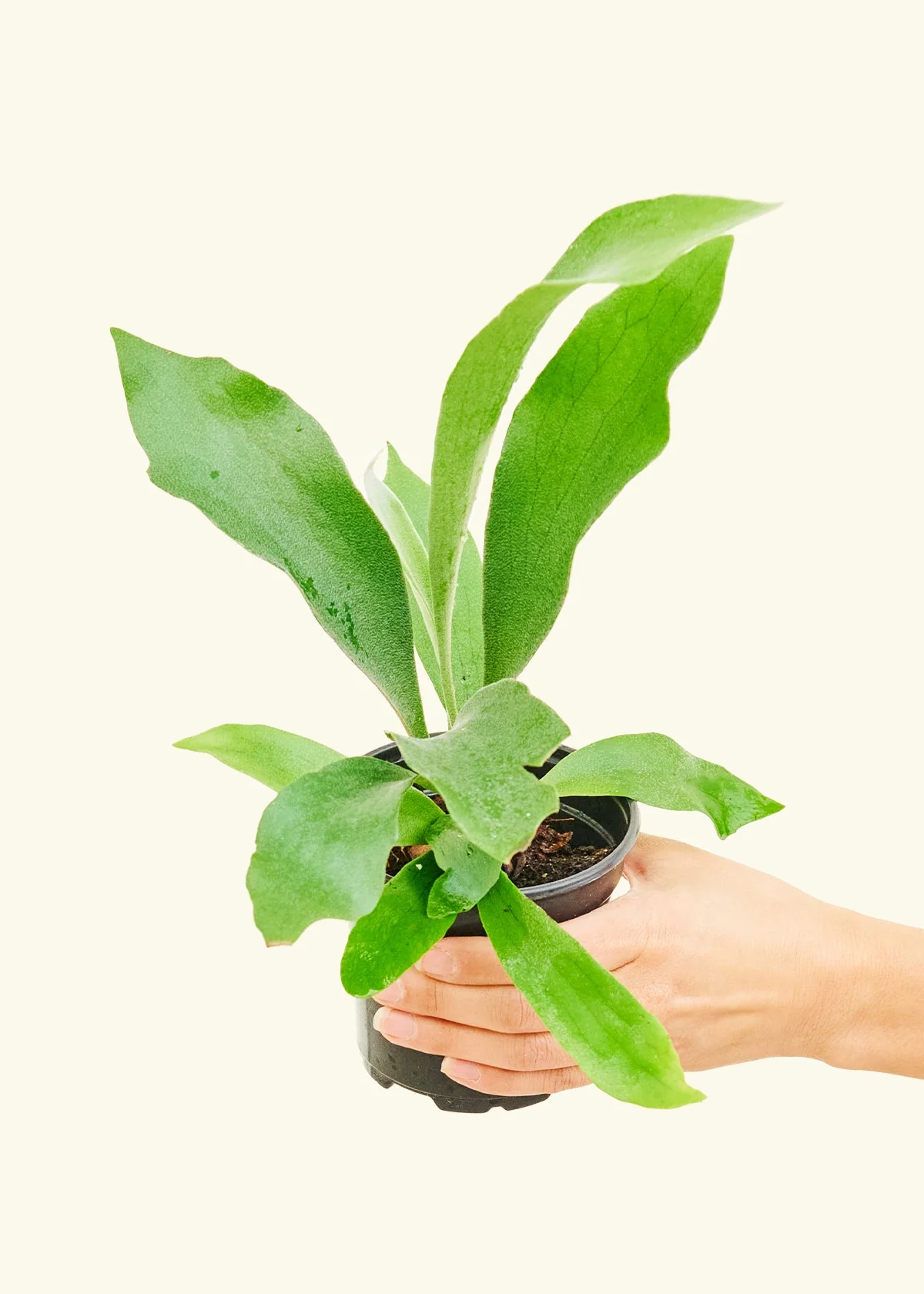 Staghorn Fern - Image 3