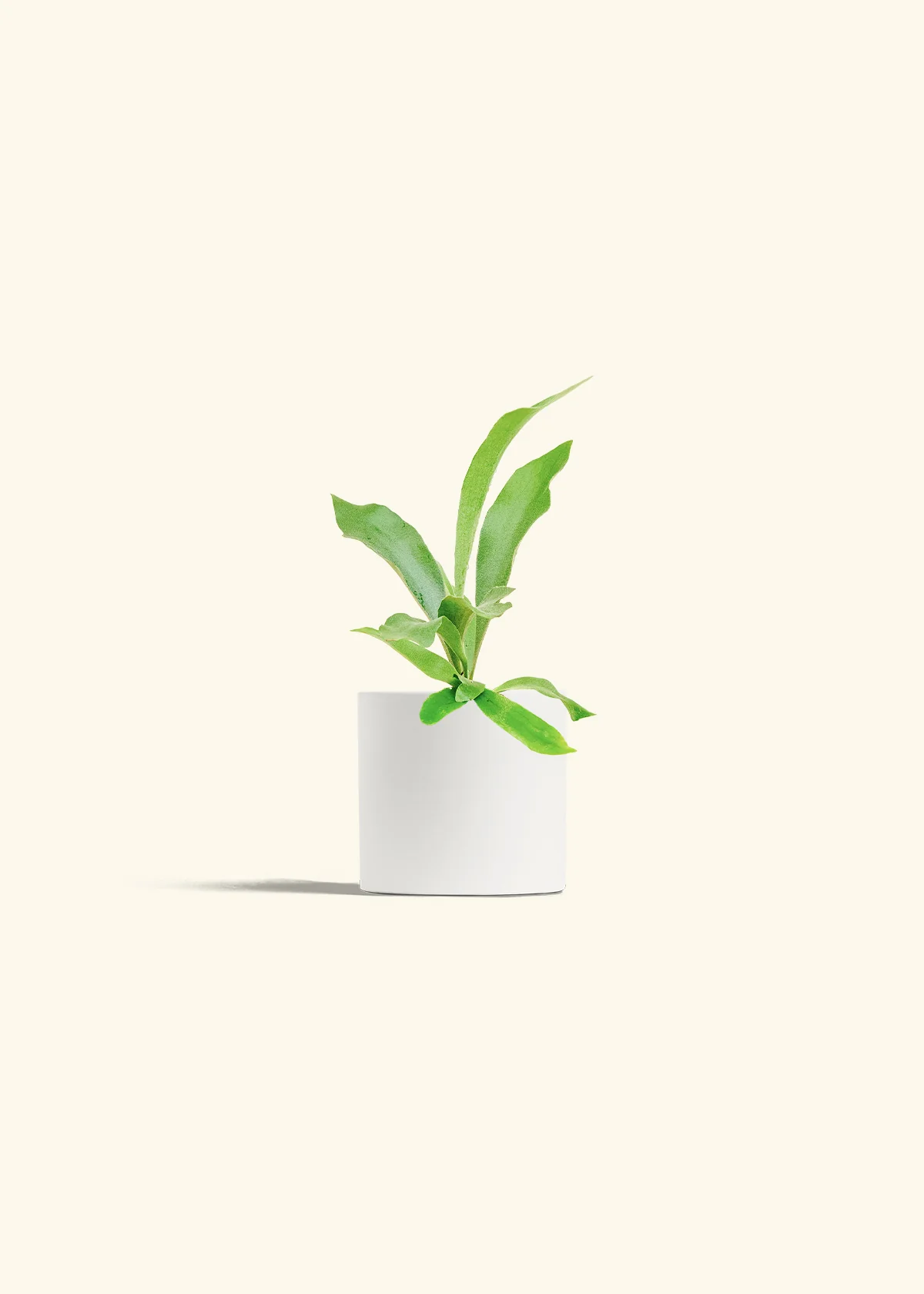 Staghorn Fern - Image 4