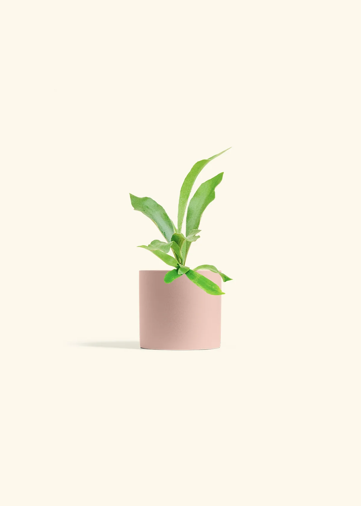 Staghorn Fern - Image 5
