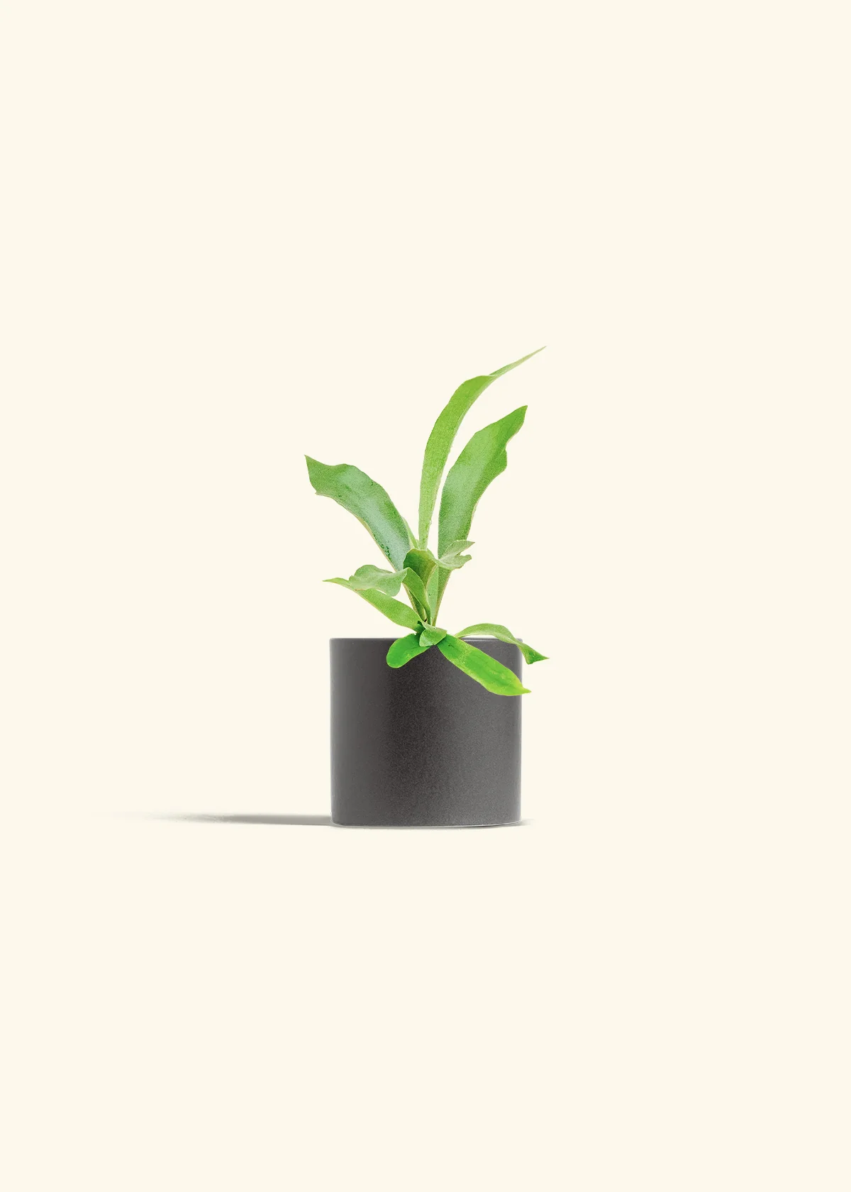 Staghorn Fern - Image 6