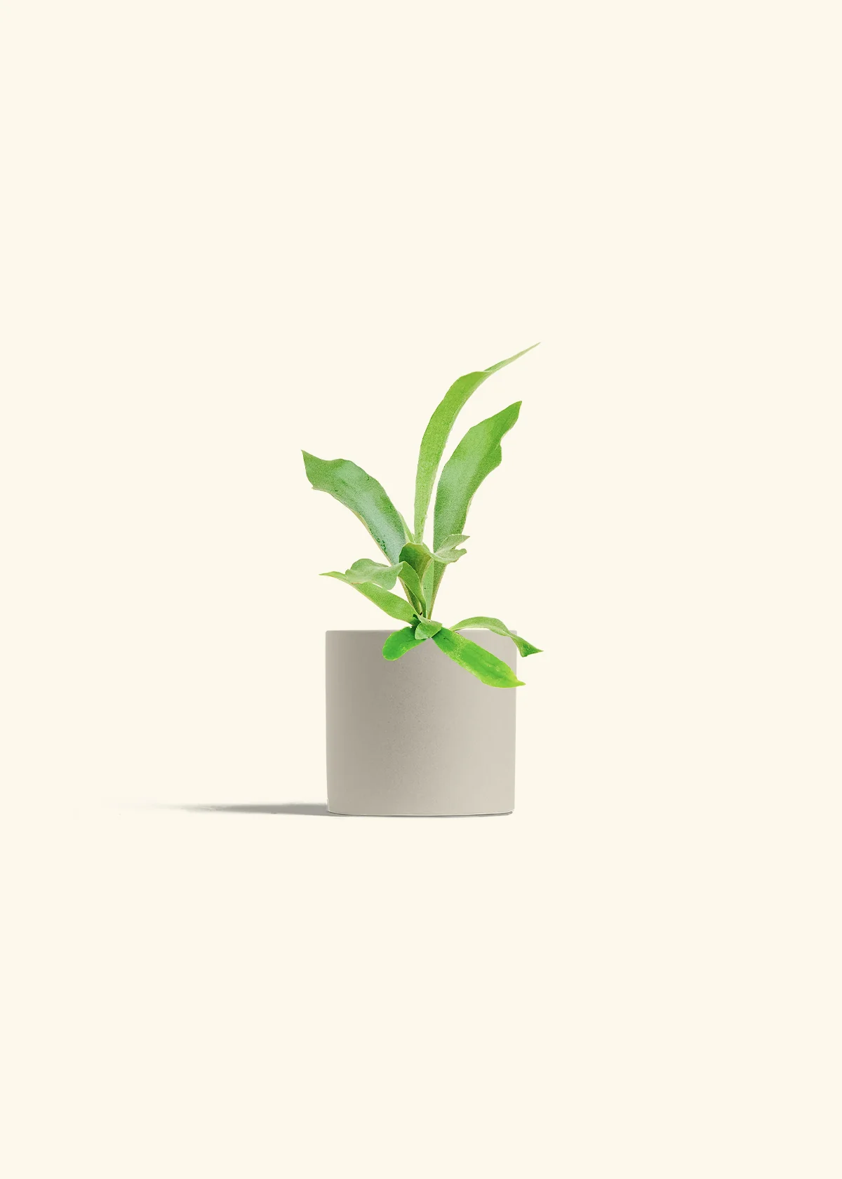 Staghorn Fern - Image 7