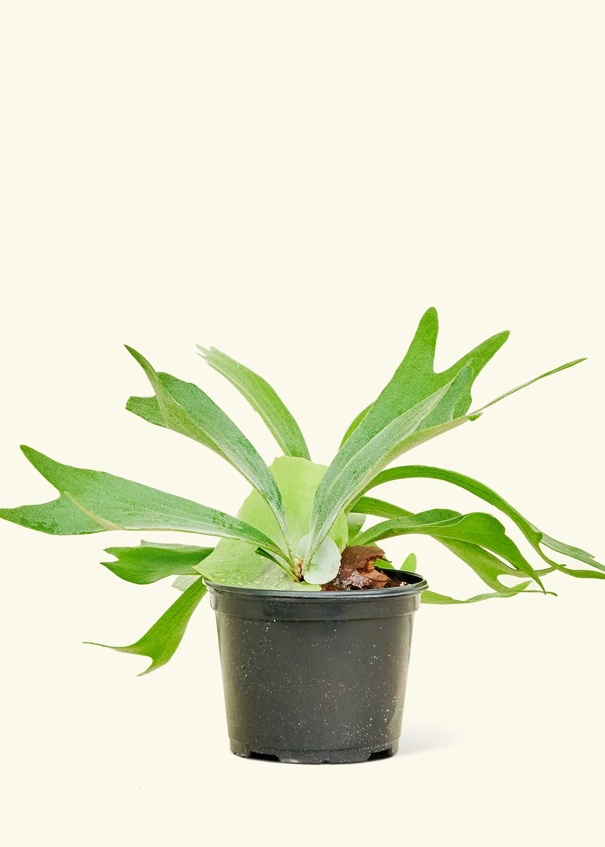 Staghorn Fern - Image 8