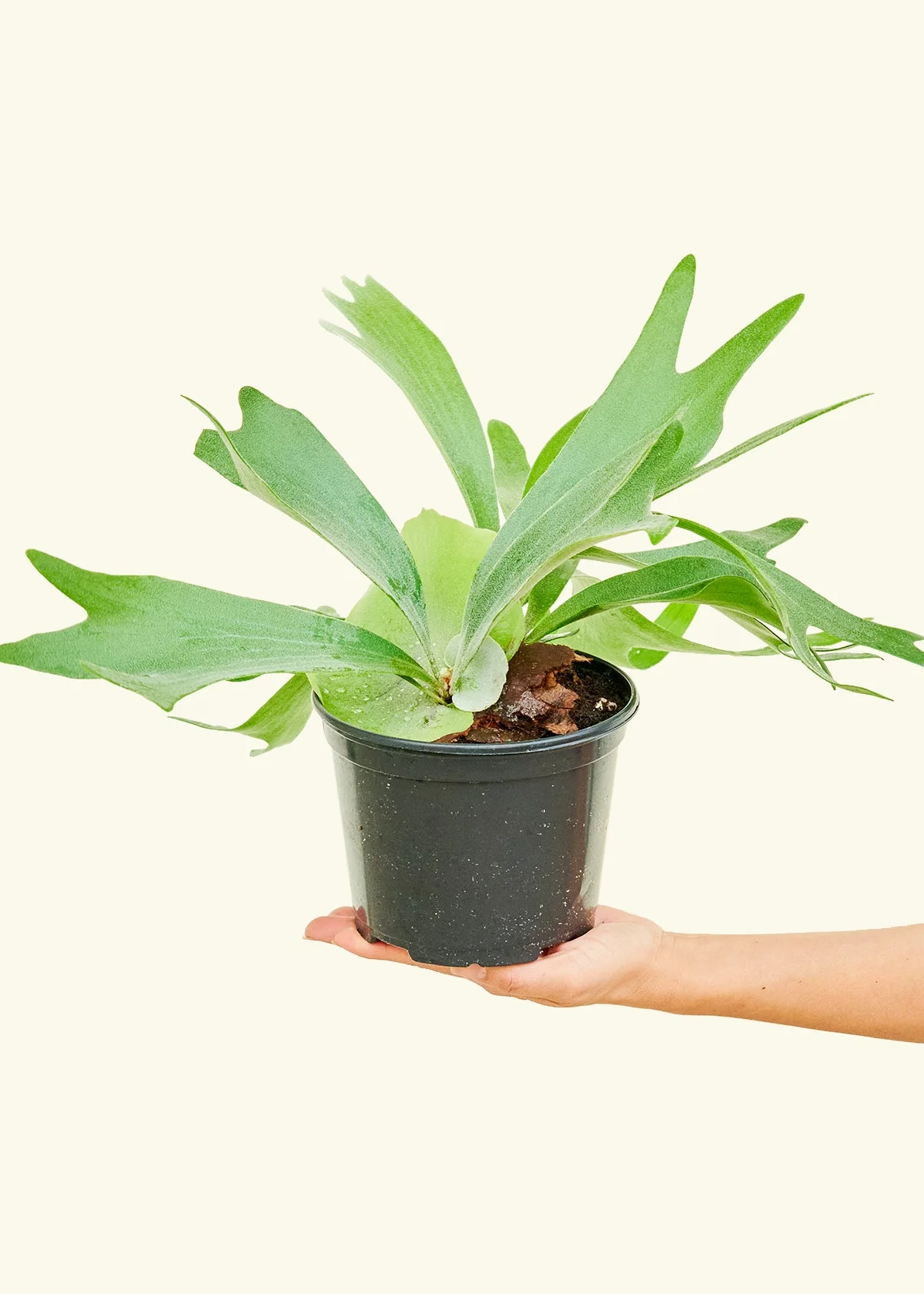 Staghorn Fern - Image 9