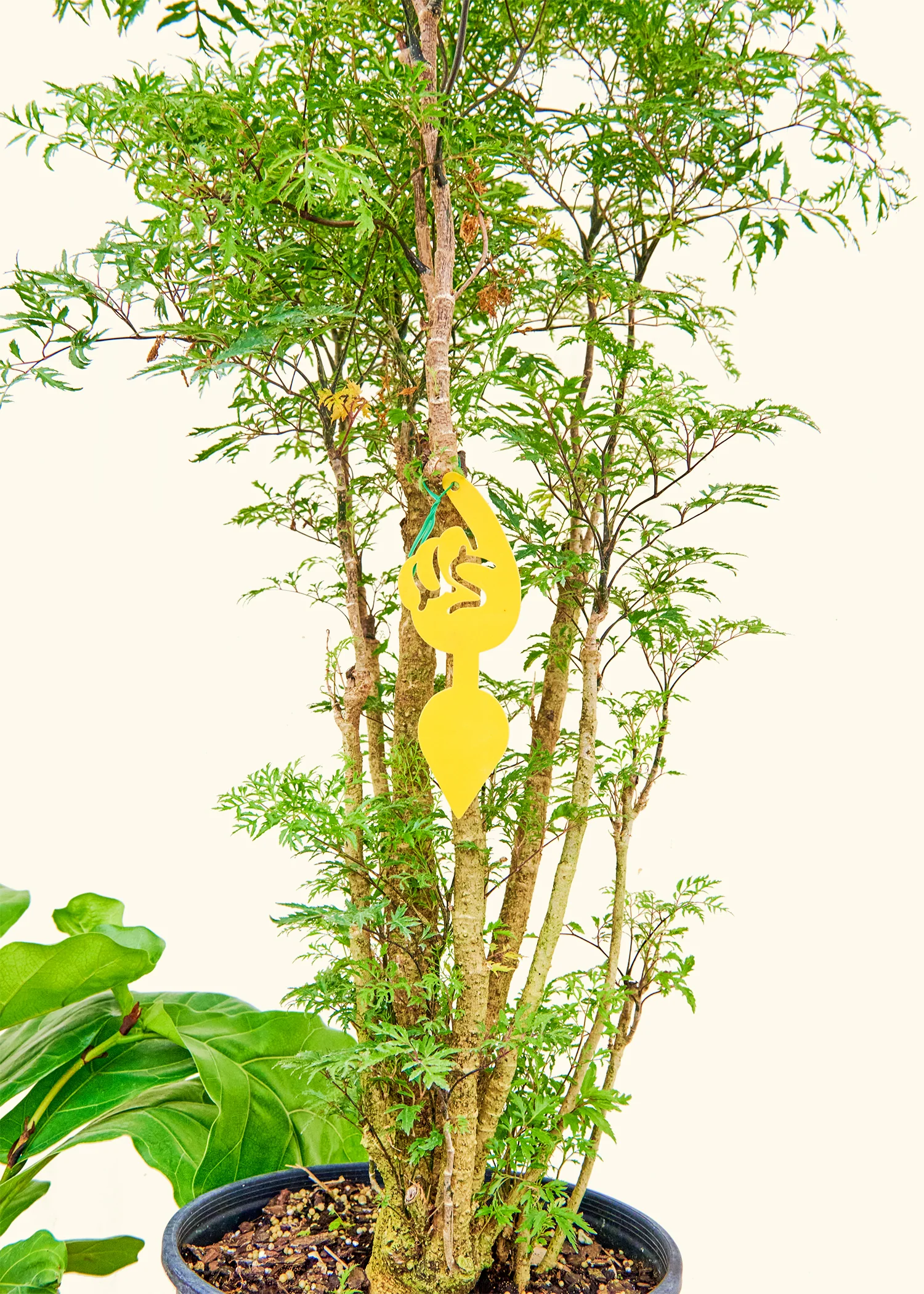 Super Sticky Gnat Traps - Image 4