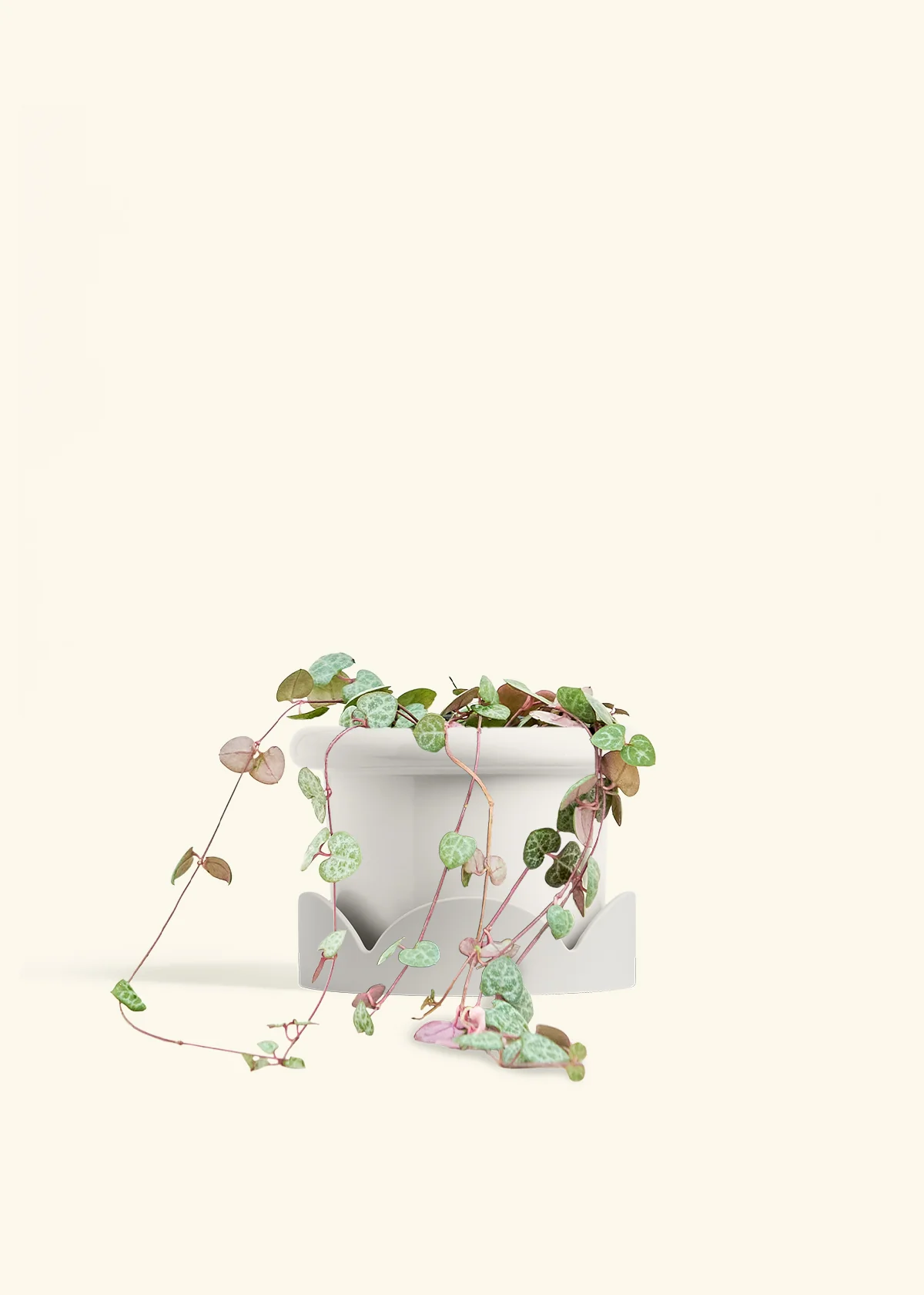 String of Hearts - Image 12