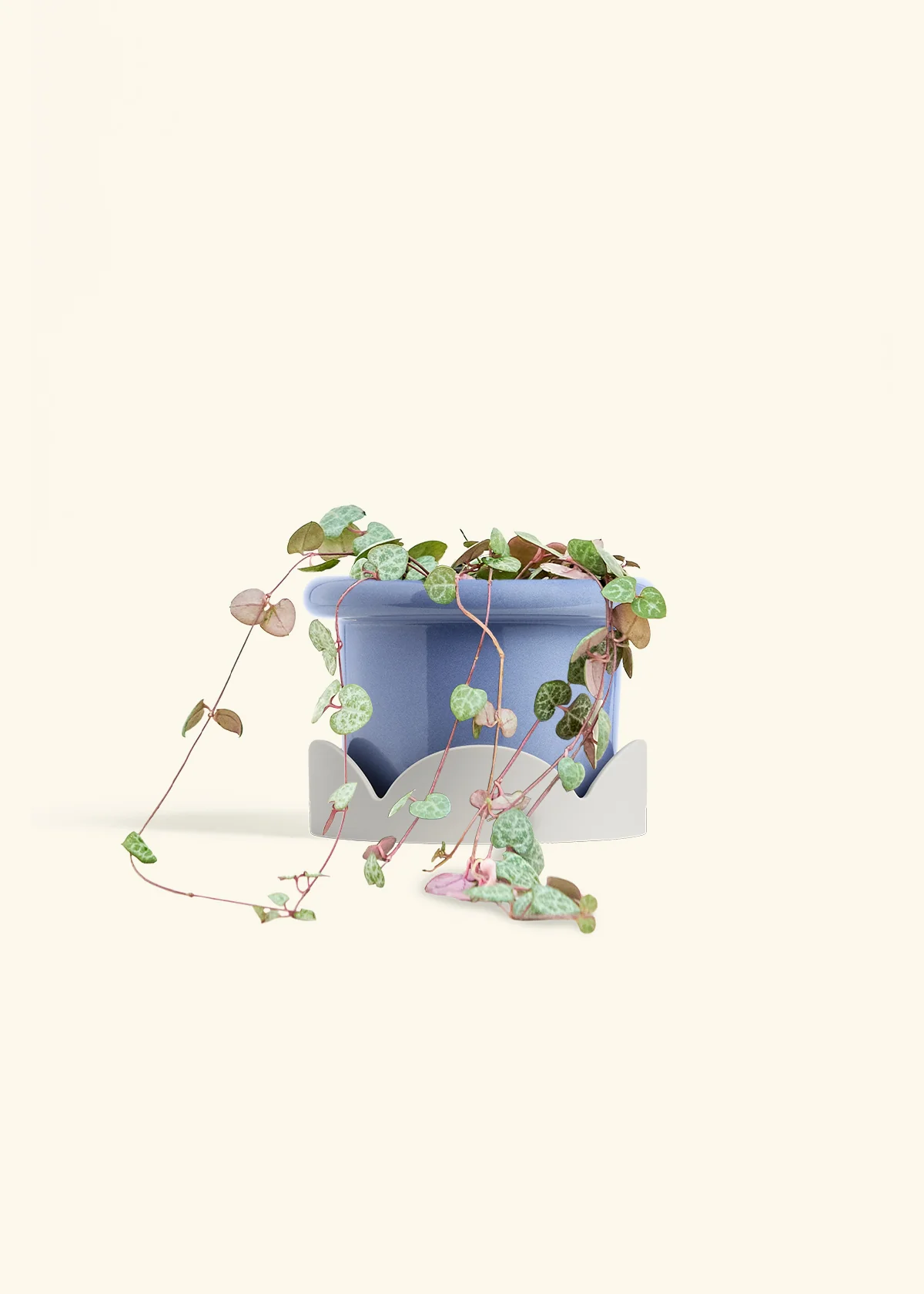 String of Hearts - Image 16
