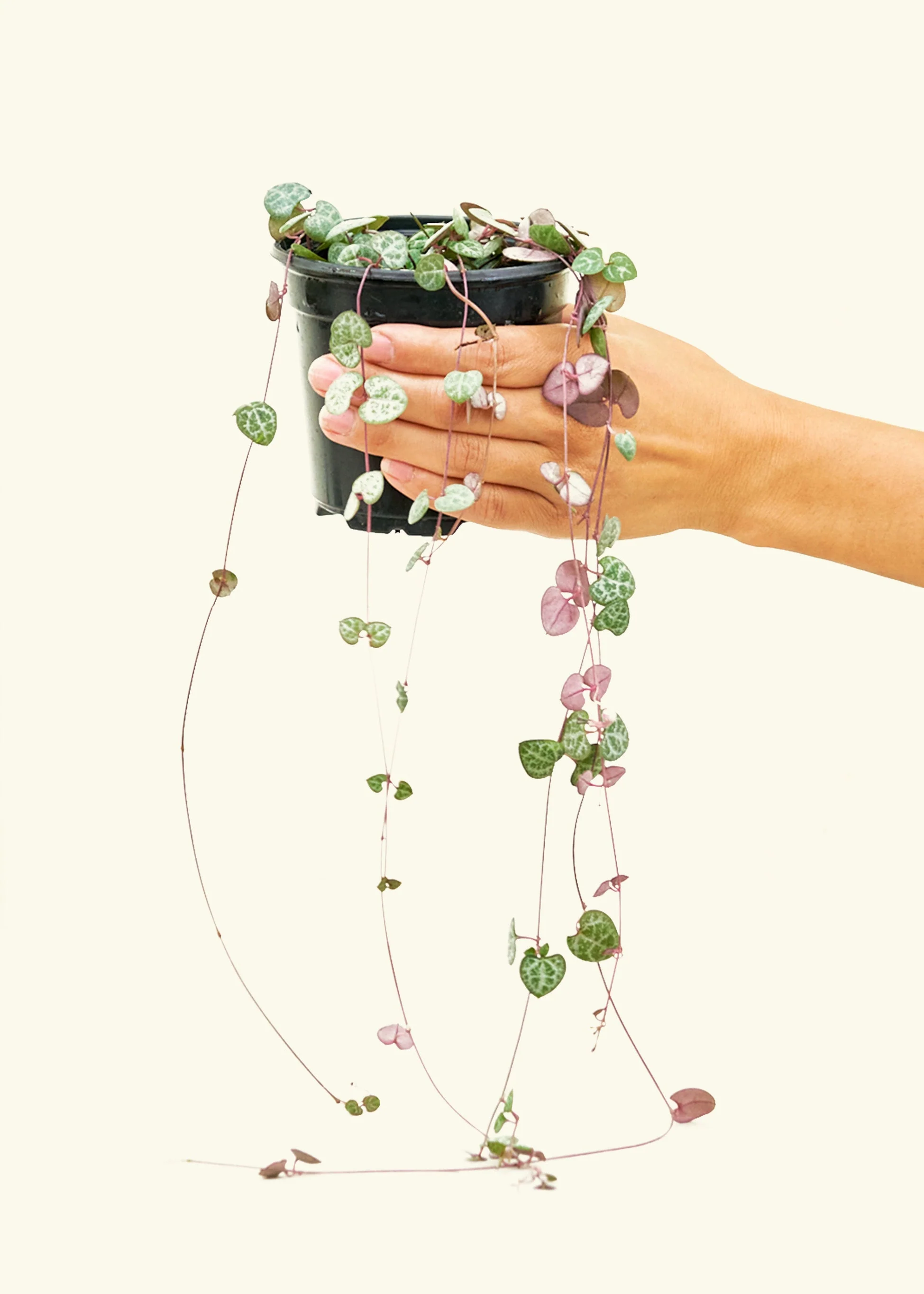 String of Hearts - Image 2