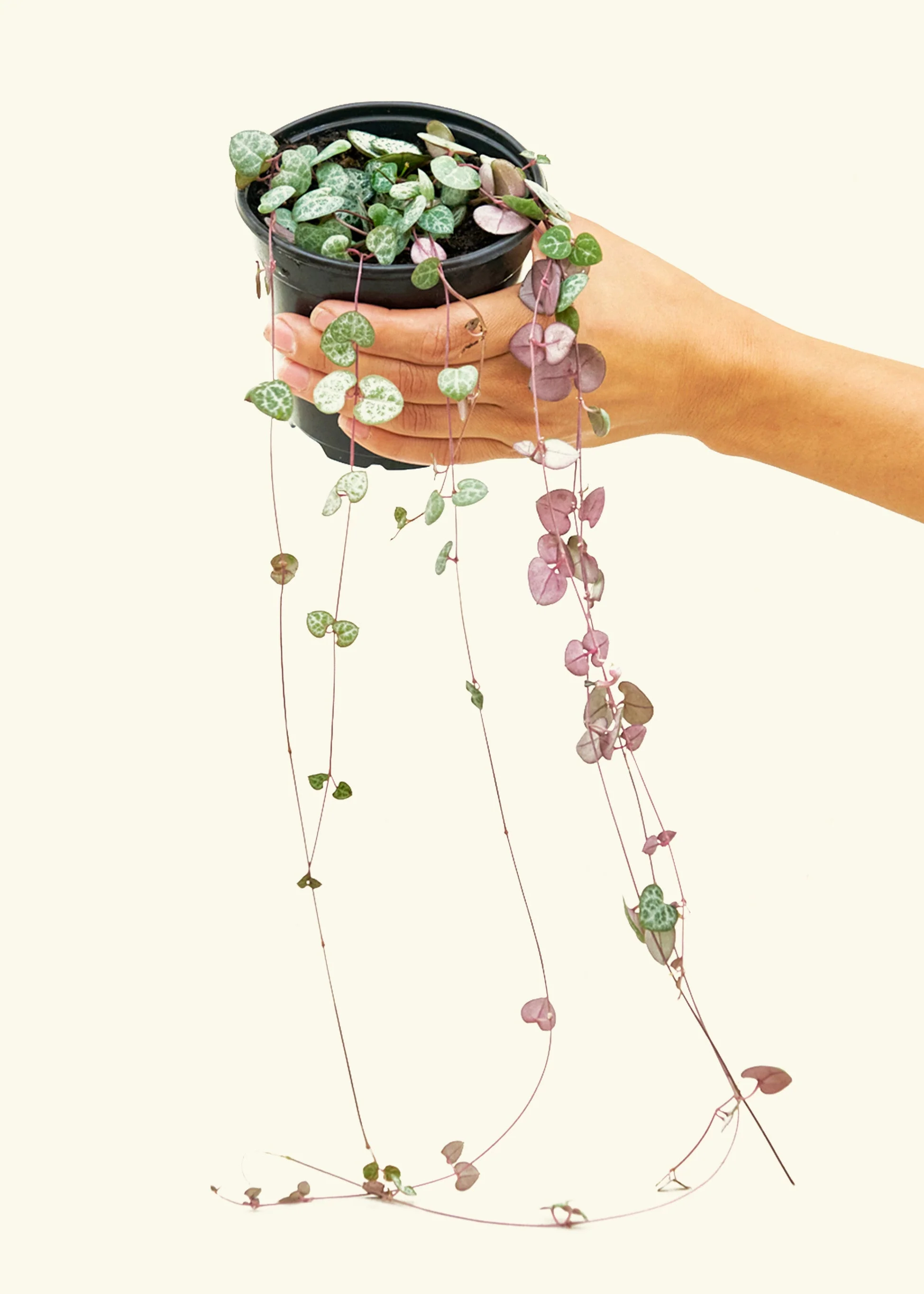 String of Hearts - Image 3