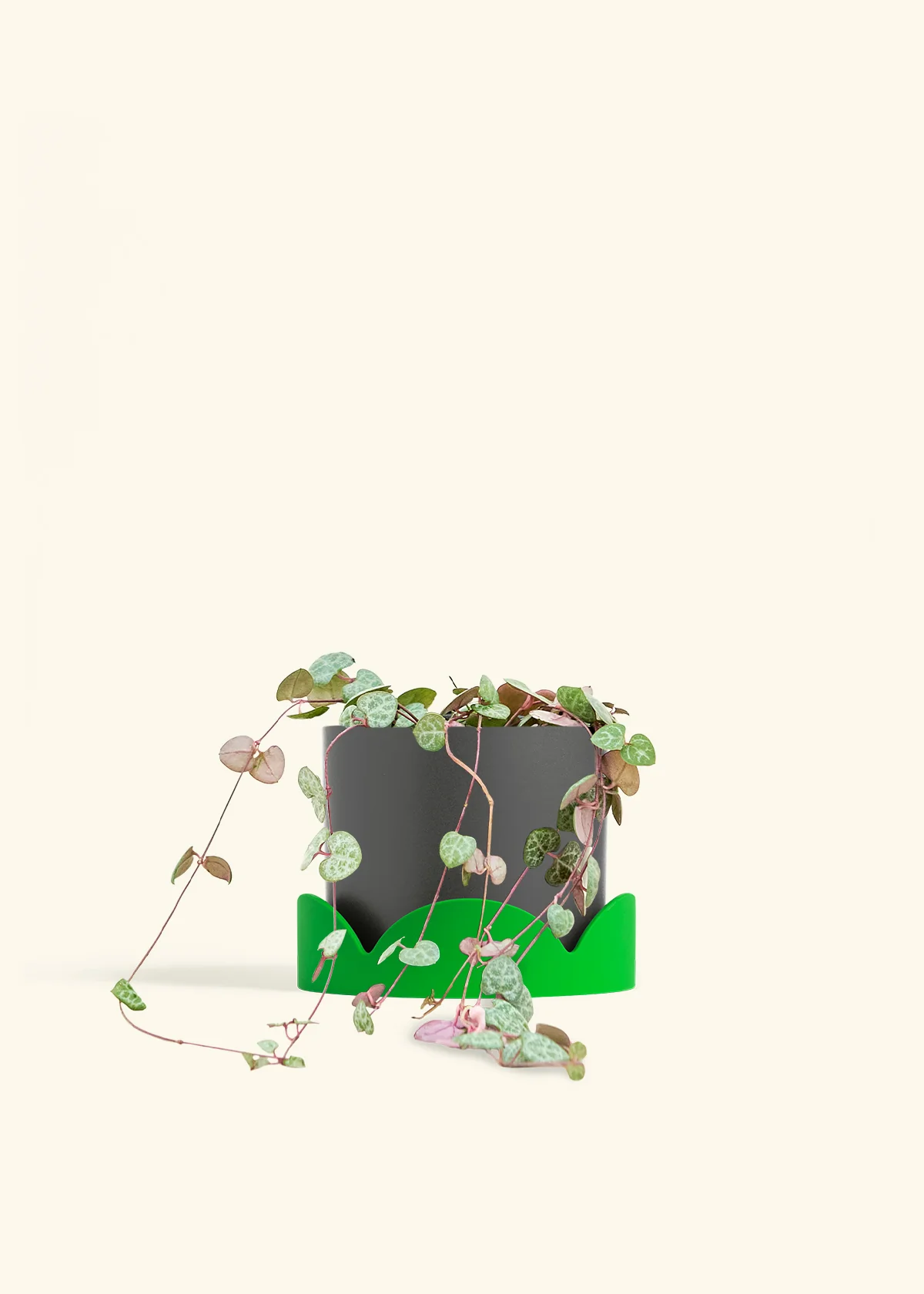 String of Hearts - Image 33