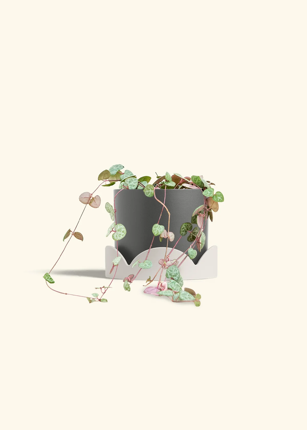 String of Hearts - Image 34