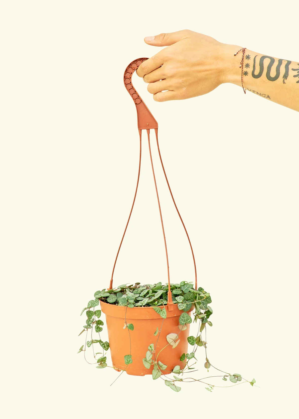 String of Hearts - Image 38