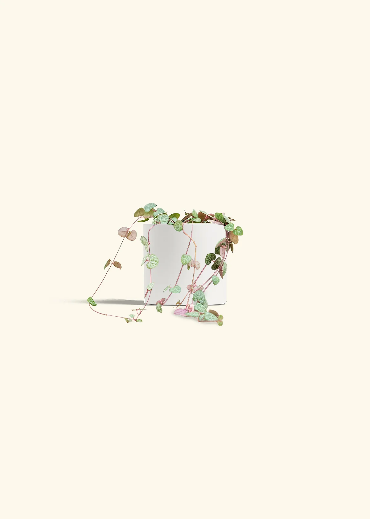 String of Hearts - Image 4