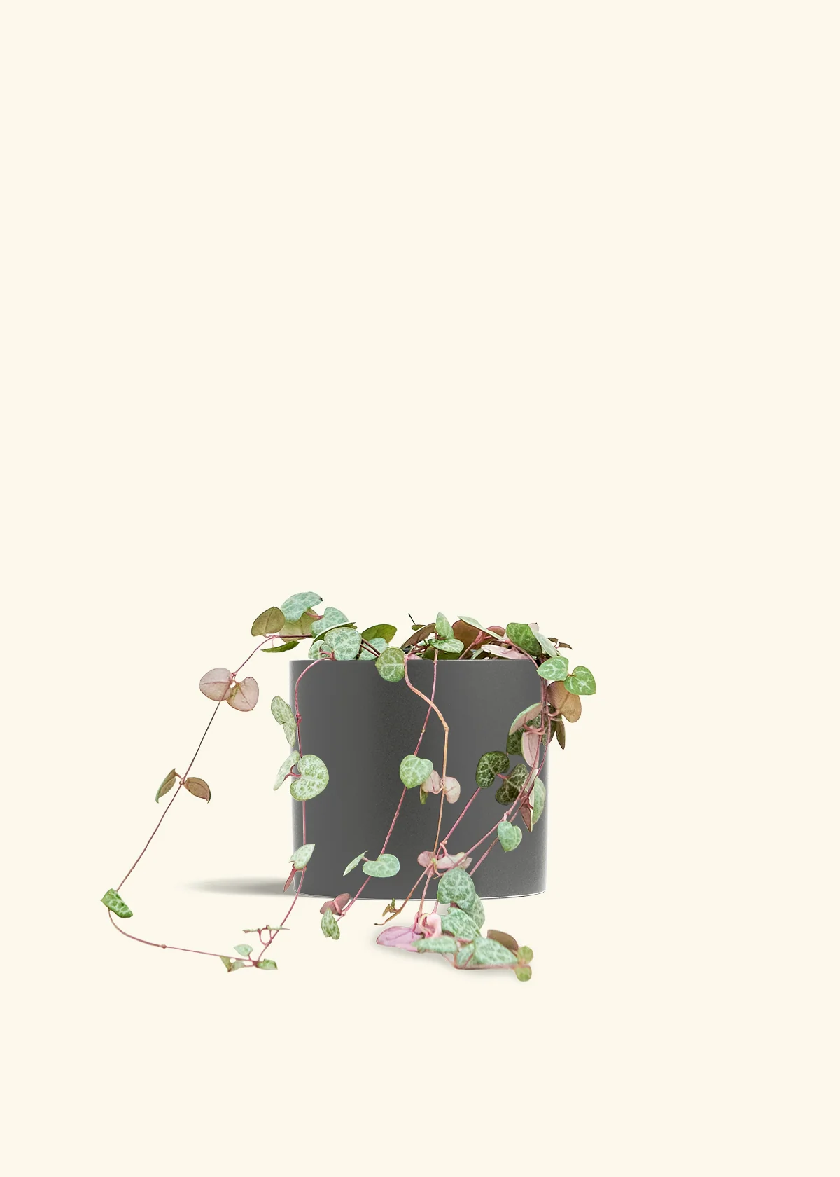 String of Hearts - Image 41