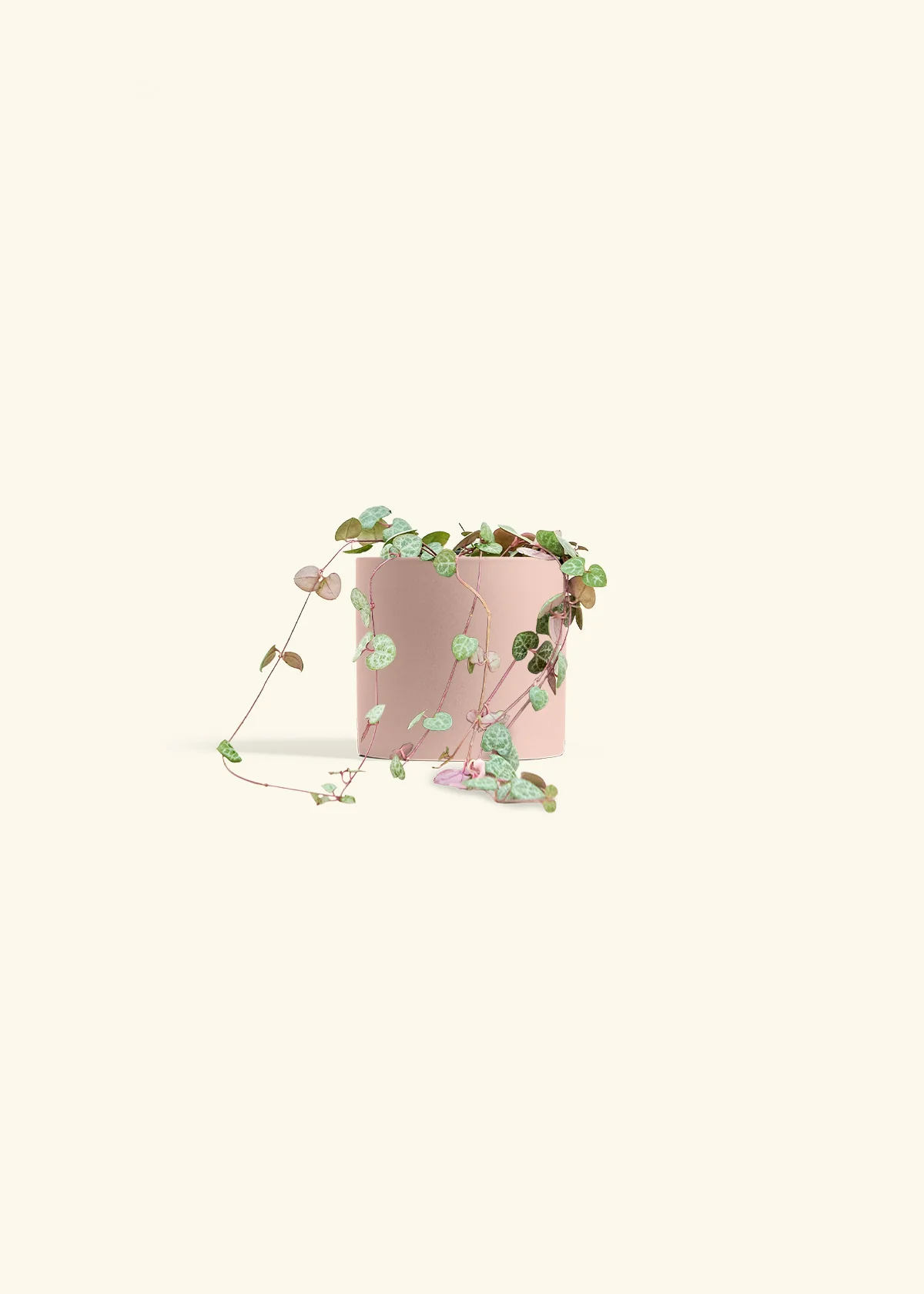 String of Hearts - Image 5