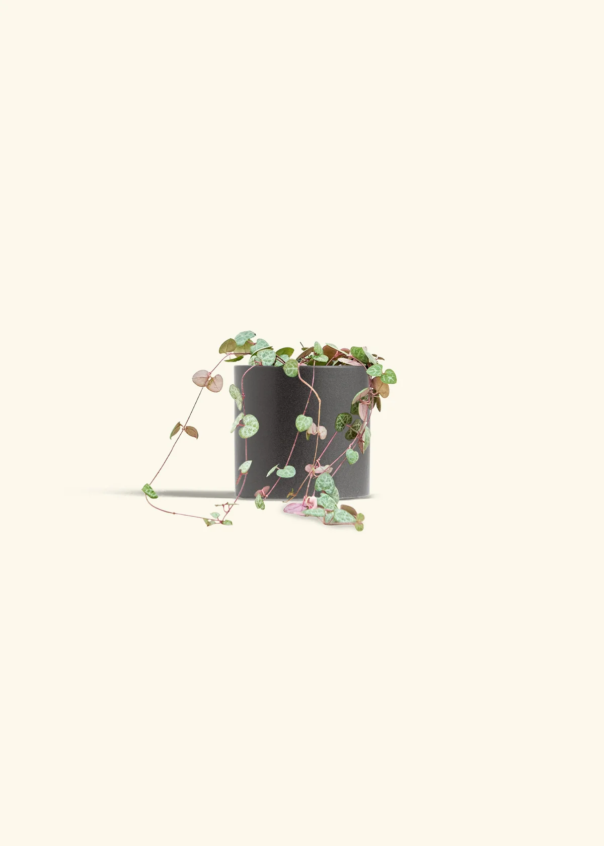 String of Hearts - Image 6