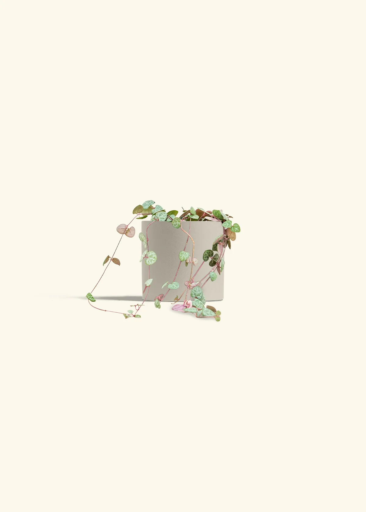 String of Hearts - Image 7