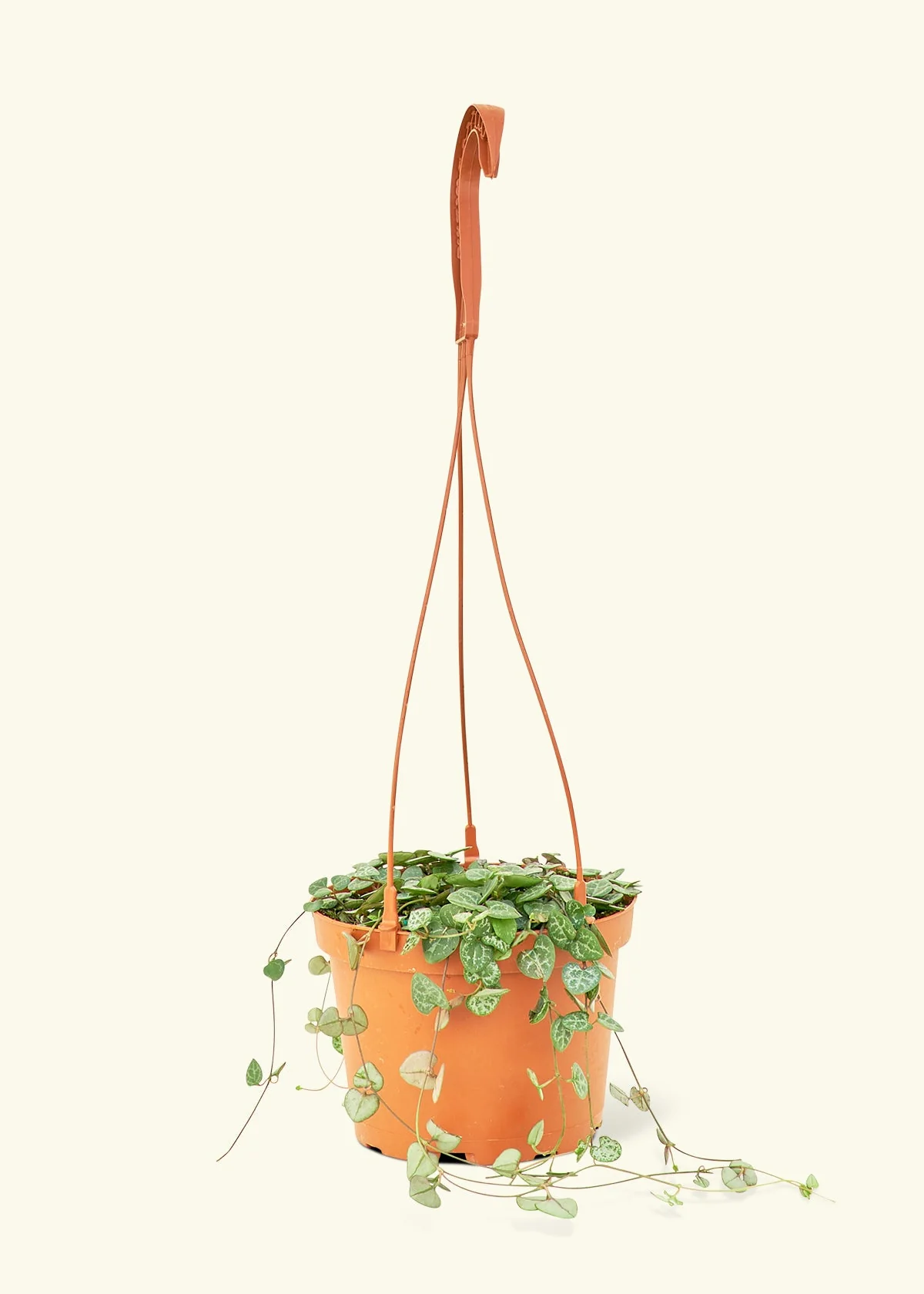 String of Hearts - Image 8