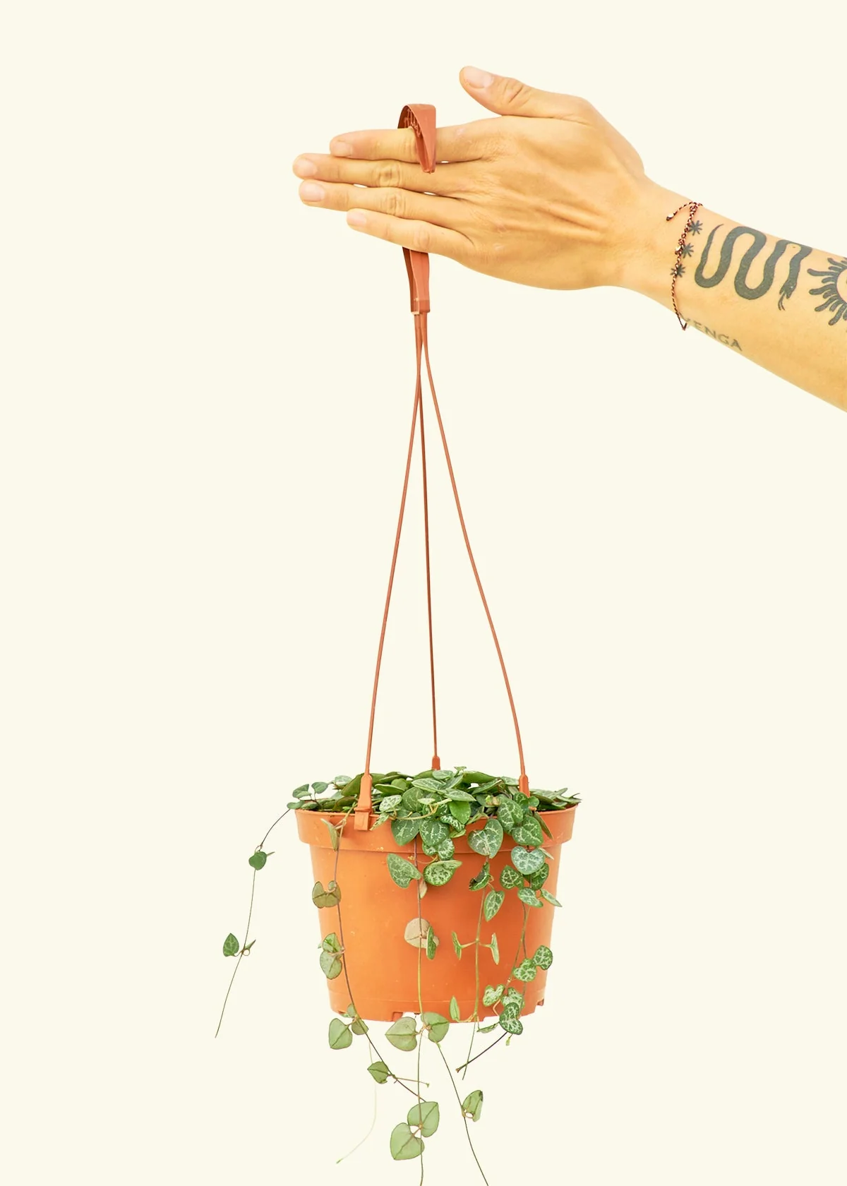 String of Hearts - Image 9