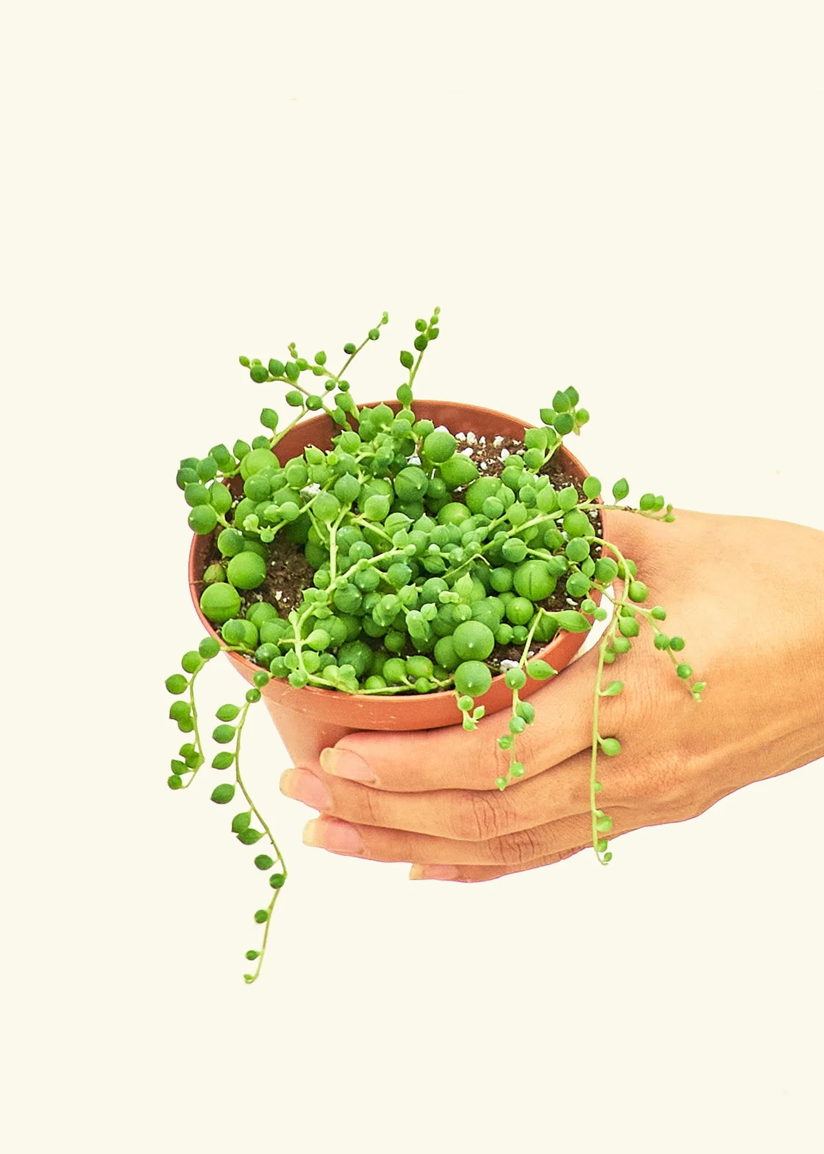 String of Pearls - Image 3