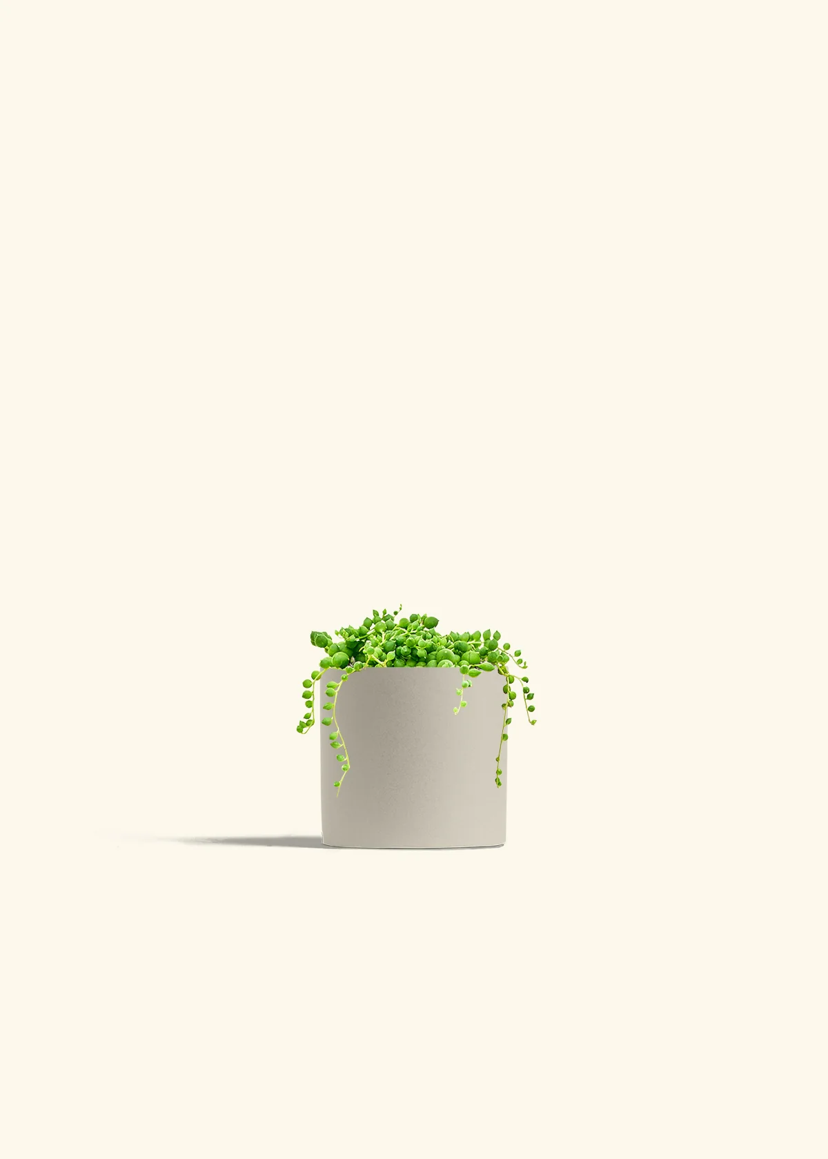 String of Pearls - Image 4