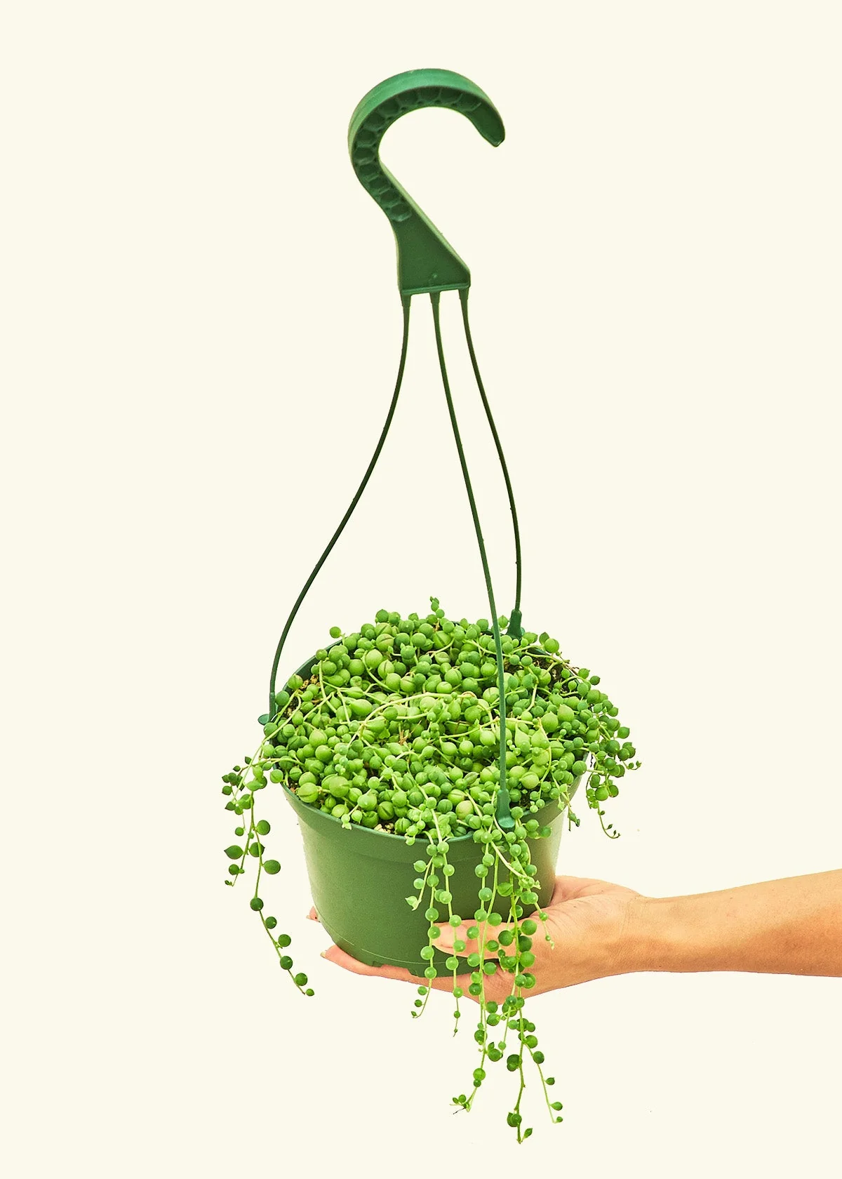 String of Pearls - Image 9