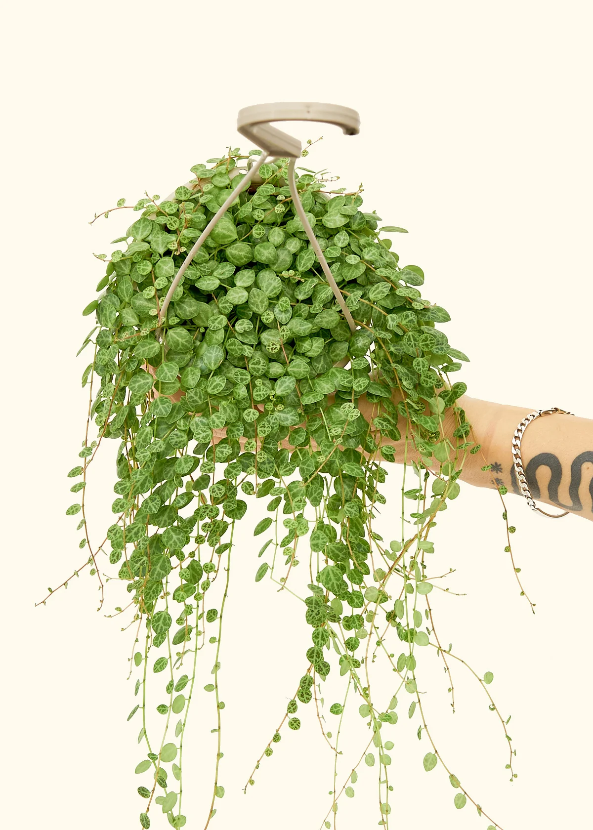 String of Turtles - Image 3