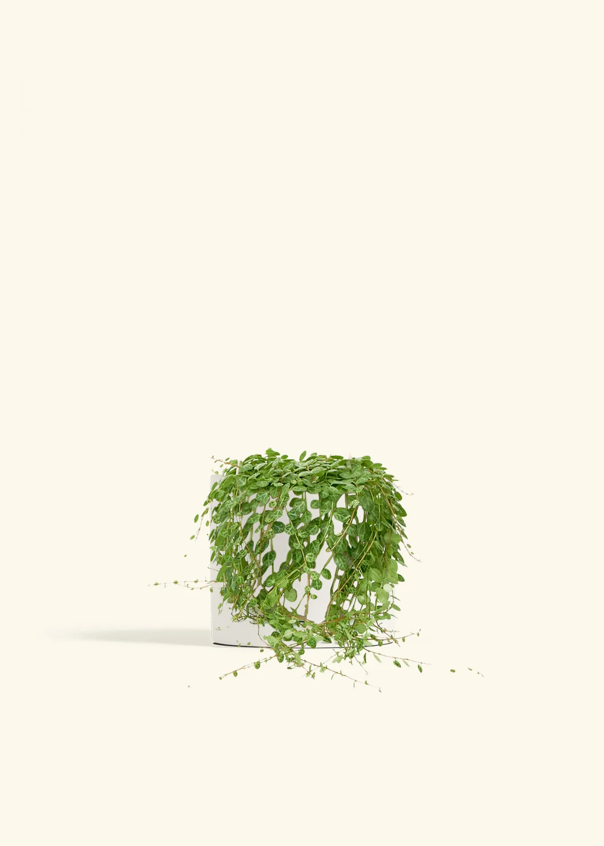 String of Turtles - Image 6
