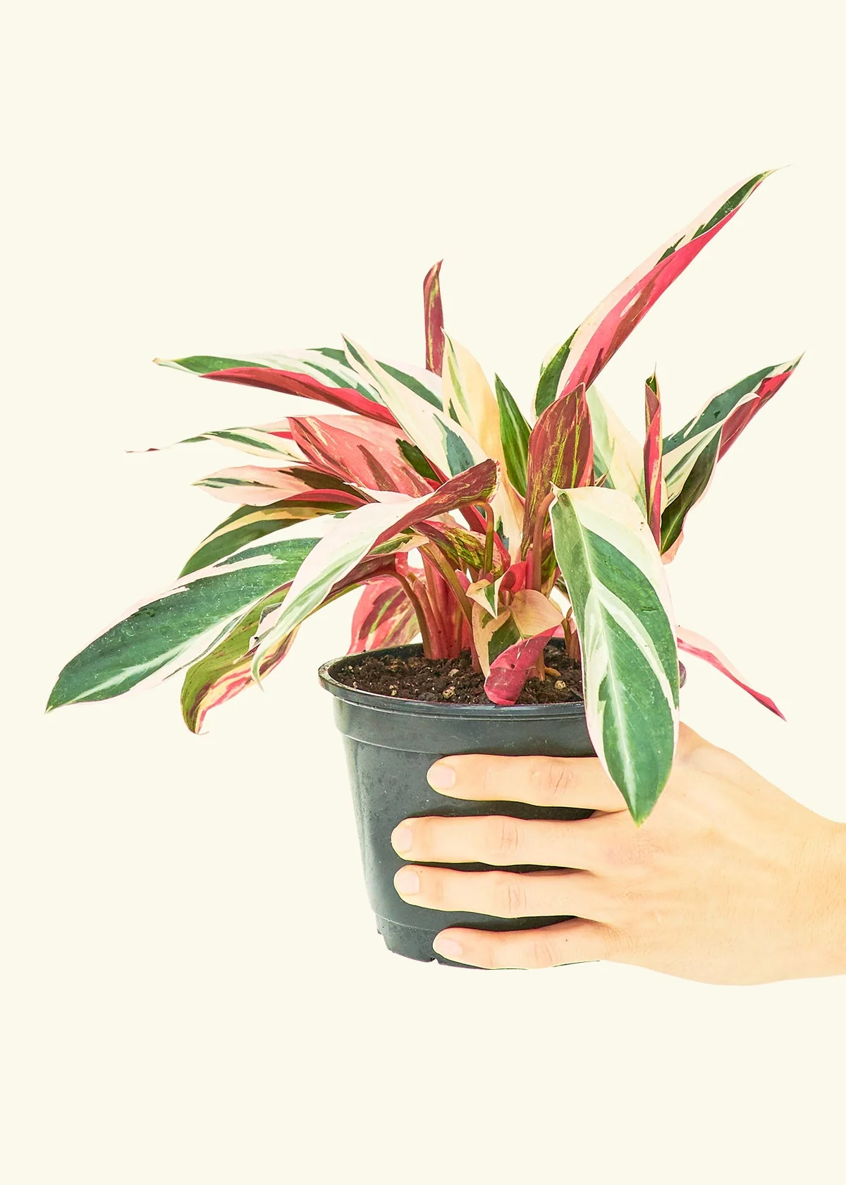 Stromanthe 'Triostar' - Image 10