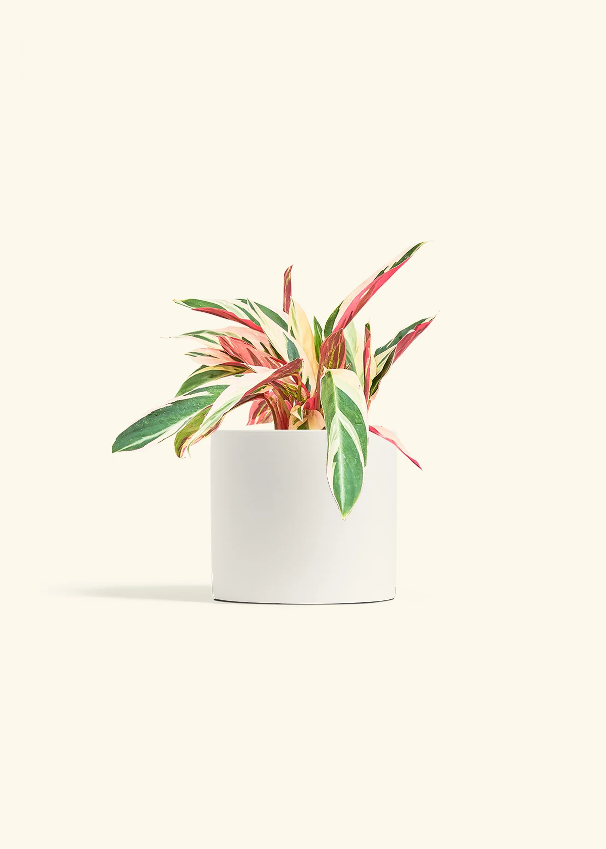 Stromanthe 'Triostar' - Image 11